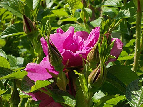 20x30 Inch Laminated Rose Blossom Poster - Vibrant Rosa Rugosa Floral Wall Art for Home Decor, Living Room, Bedroom & Office - Fits Standard Picture Frames