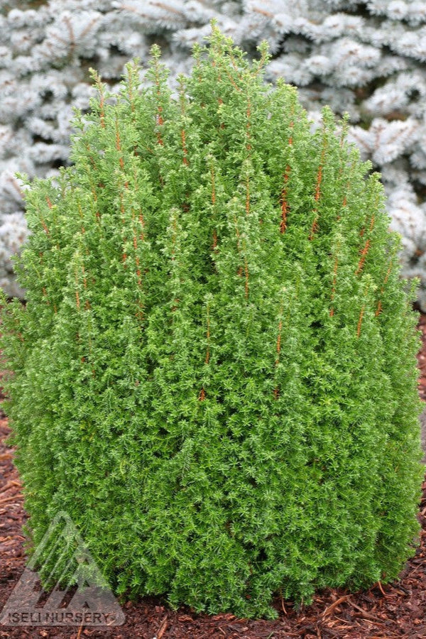 Chamaecyparis thyoides 'Top Point' - 3 Gallon Potted Dwarf Atlantic White Cedar - Perfect for Small Gardens, Rock Gardens & Container Planting