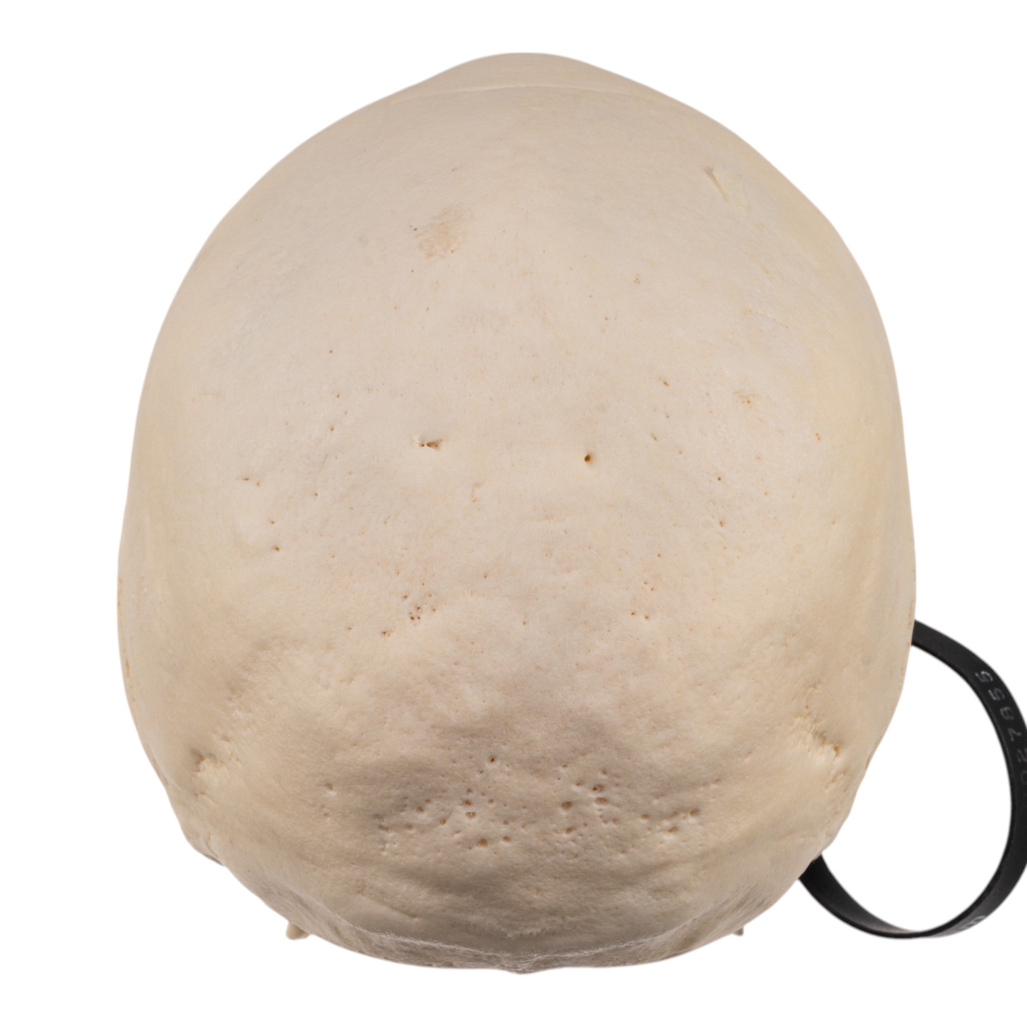 Premium Human Skull Model for Medical Research & Pathology Studies - Ideal for Anatomy Labs, Medical Training & Educational Use