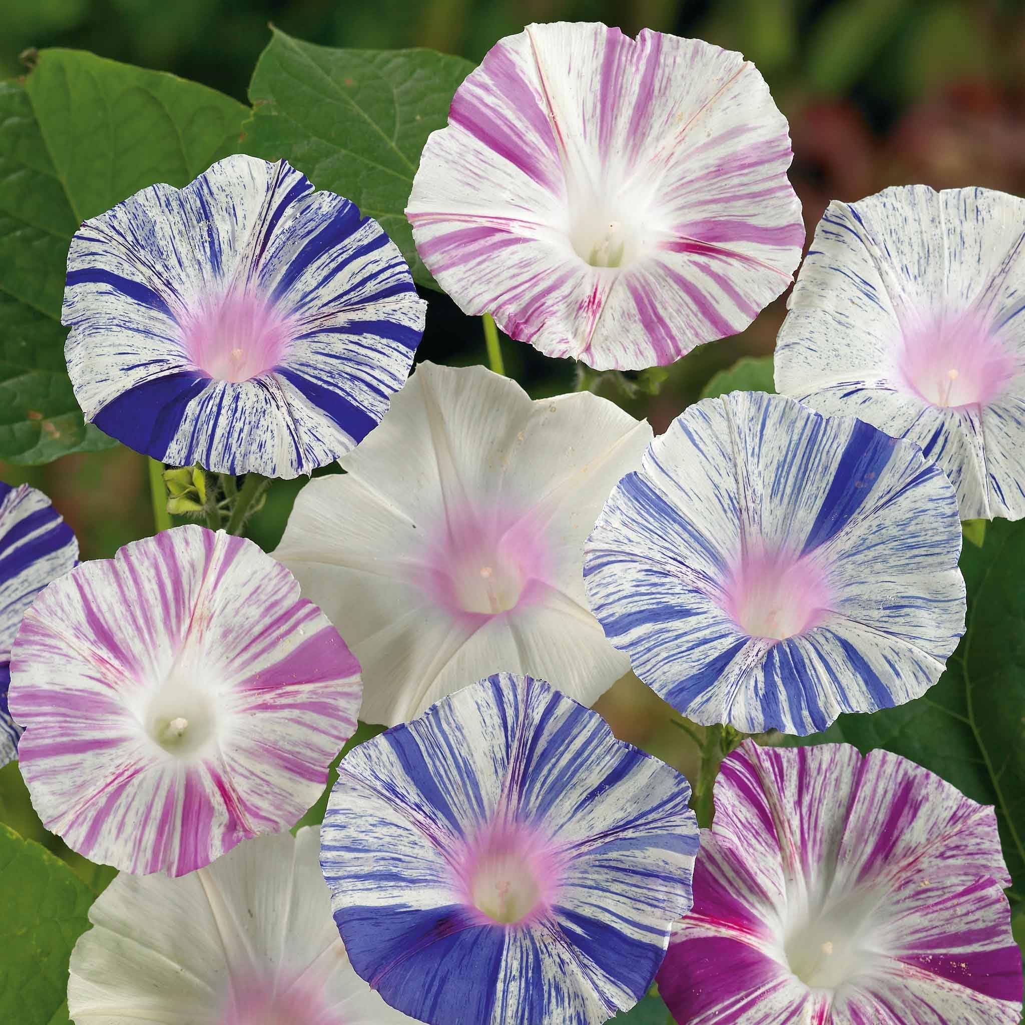 Eden Brothers Non-GMO Morning Glory Seeds - Harlequin Mix for Planting | Low-Maintenance Flower Seeds, Spring Planting, Zones 1-10 | Perfect for Garden Borders, Trellises & Container Gardening