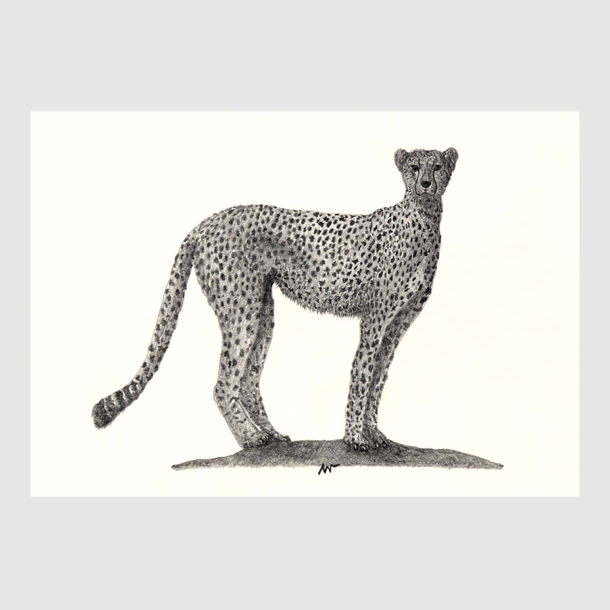 Premium Savannah Animal Placemats for Kids - Non-Slip, Washable & Eco-Friendly Dining Mats - Perfect for Family Meals, Parties & School Lunches