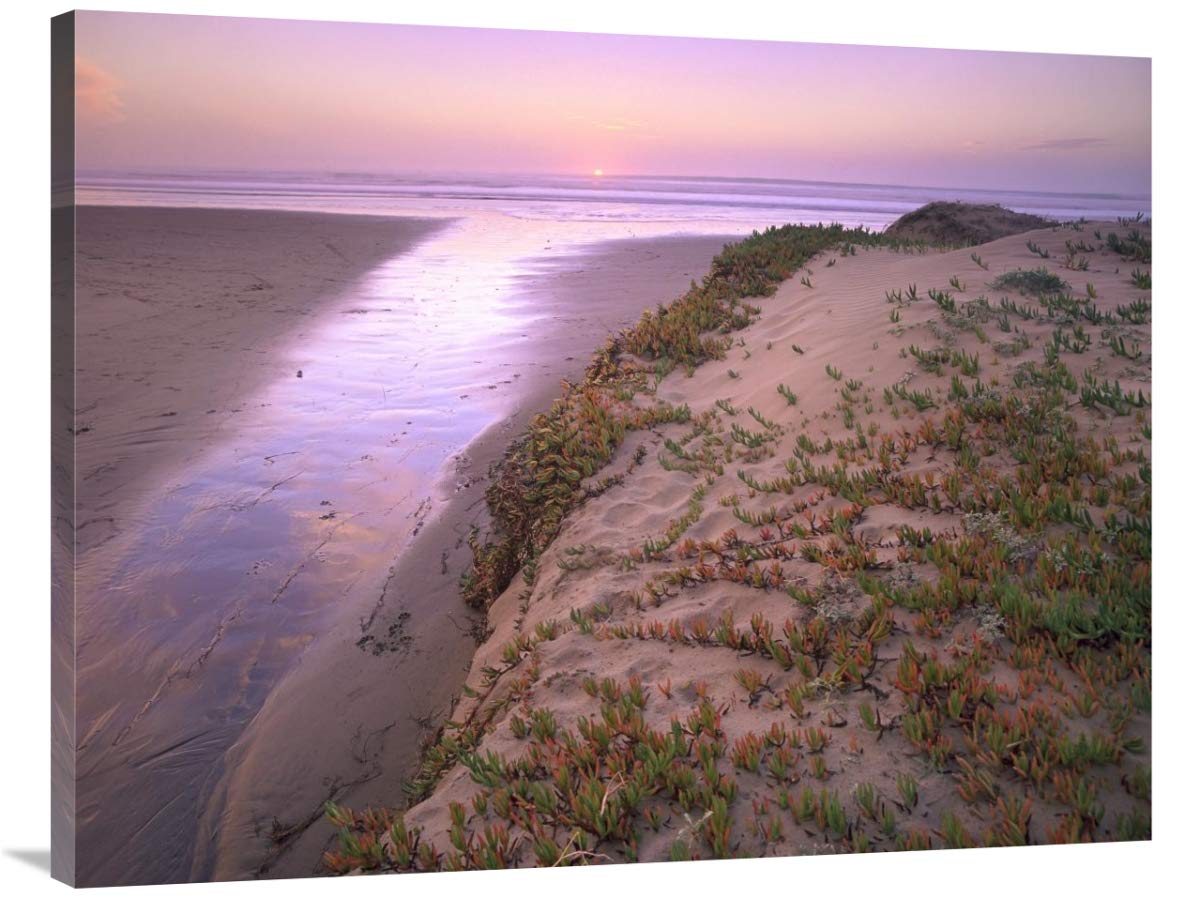 30 x 40 Inch Hottentot Fig Beach Sand Wall Art Print - California Coastal Landscape Photography by Tim Fitzharris | Perfect for Beach House Decor, Coastal Living Room, or Ocean Theme Office