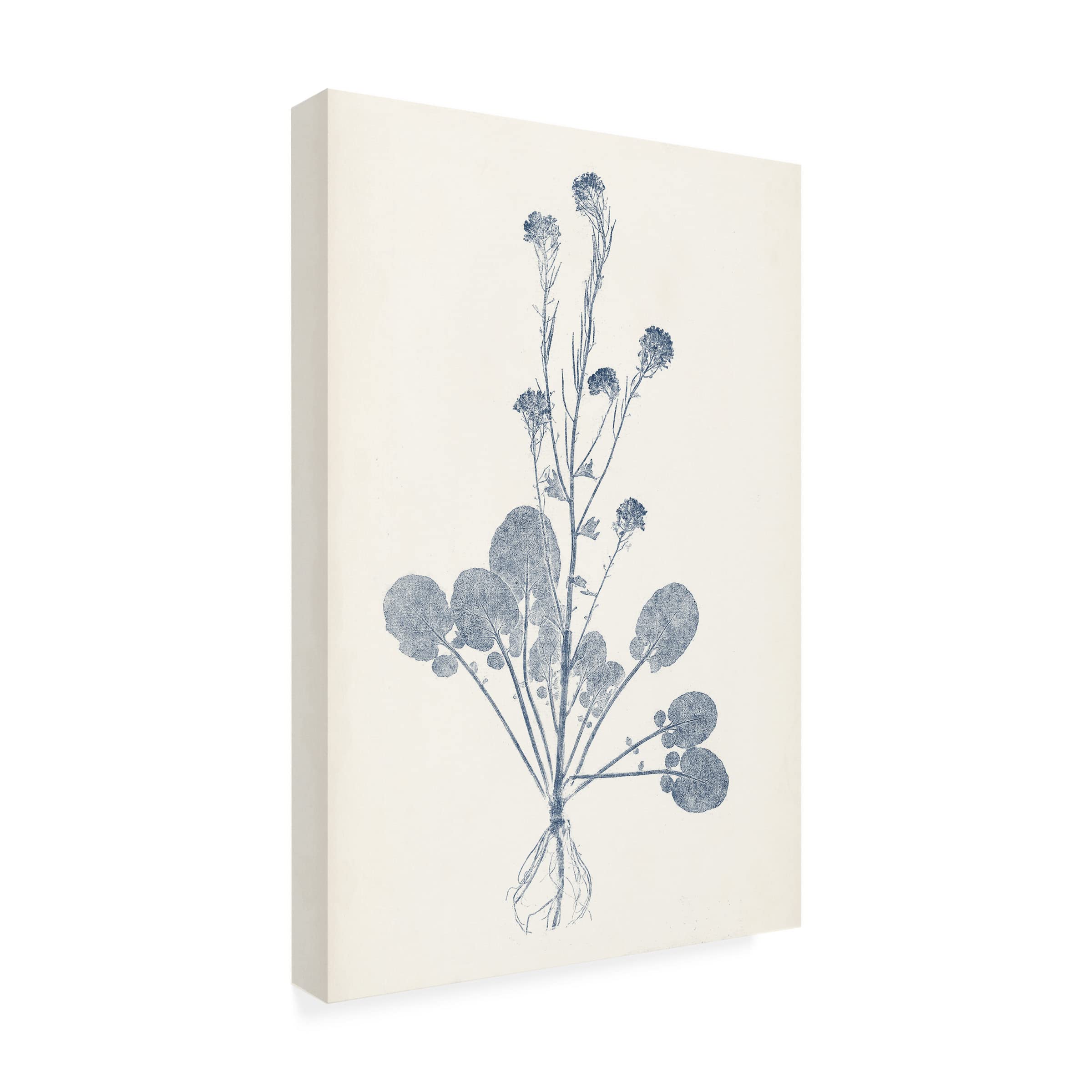 Trademark Fine Art 'Navy Botanicals VIII' Canvas Wall Art Print by Vision Studio - Coastal Home Decor for Living Room, Bedroom & Office