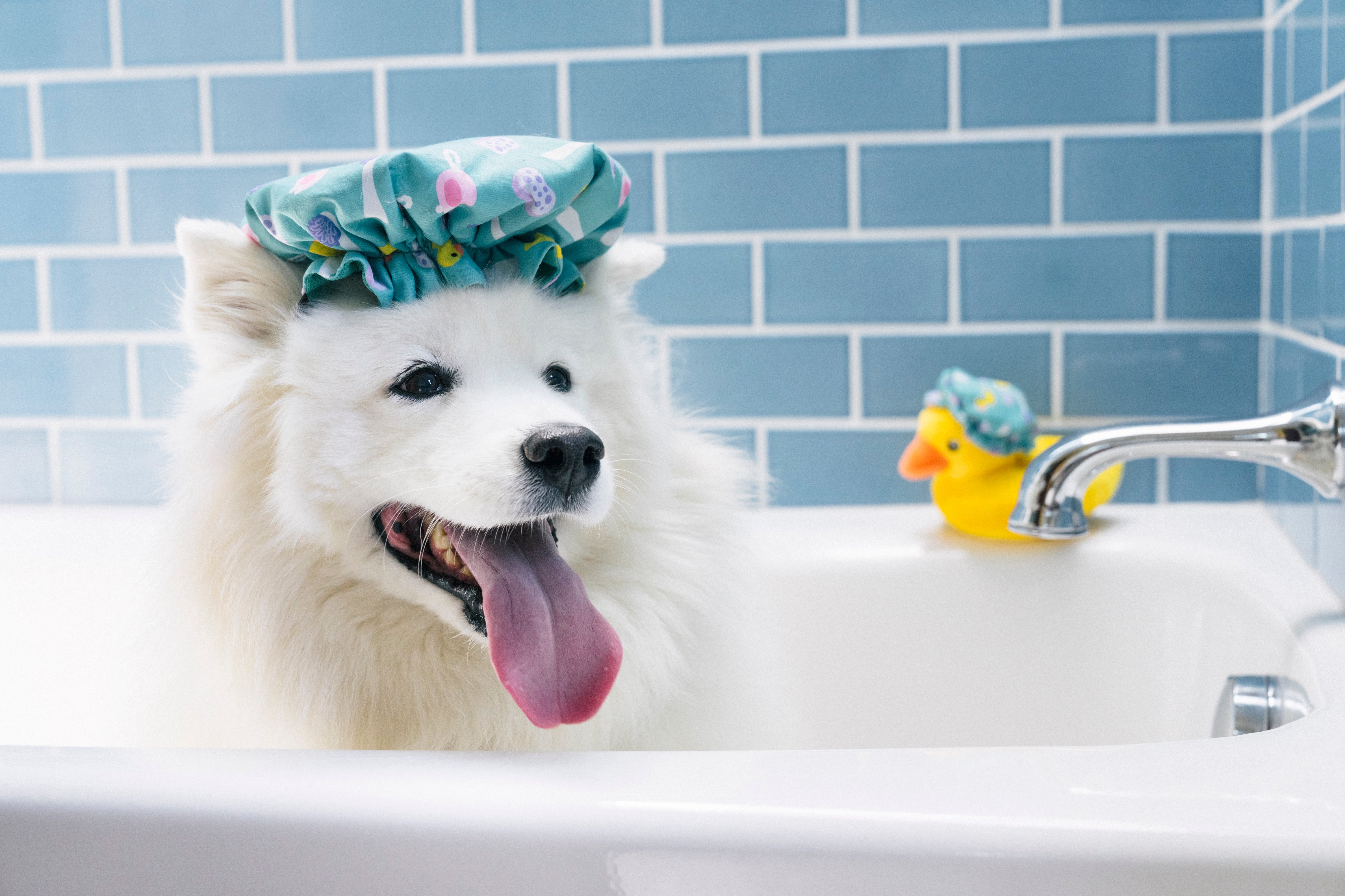 Splish Splash™ Foam Duck Dog Chew Toy - Durable Plush Puppy Teething Toy for Small & Large Dogs | Perfect for Bath Time Play, Fetch Games & Puppy Training | by Pet P.L.A.Y.