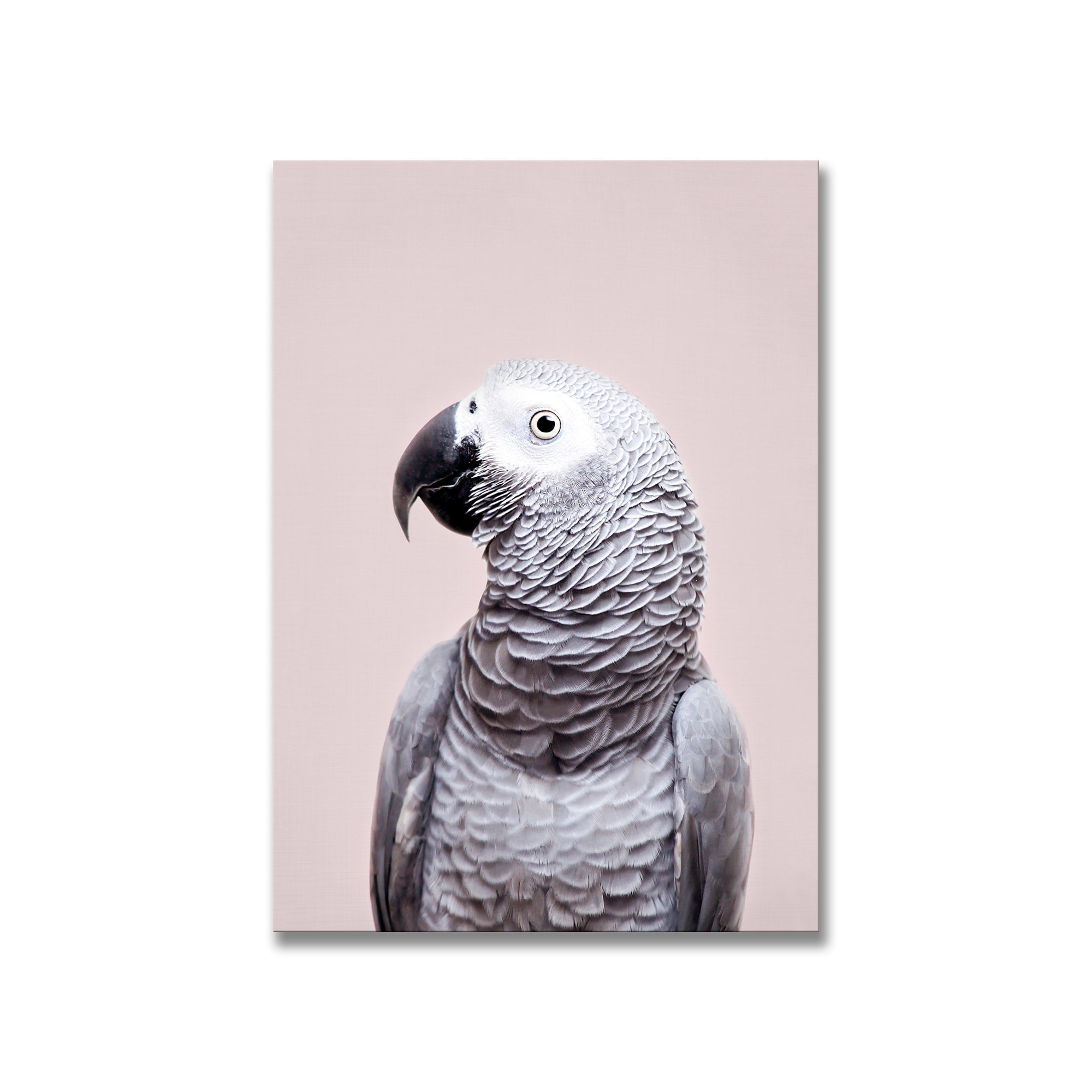 African Grey Parrot Framed Wall Art Print by Kathrin Pienaar - Tropical Bird Decor for Living Room, Bedroom & Office