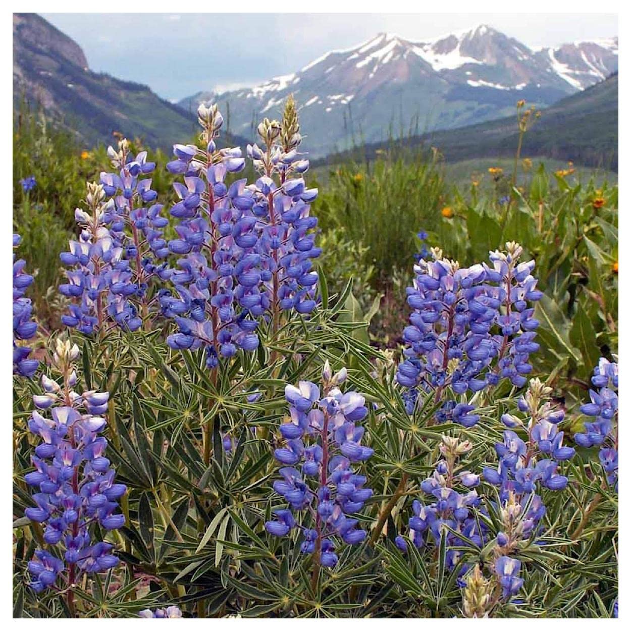 Everwilde Farms - 25 Mountain Lupine Native Wildflower Seeds - Gold Vault Jumbo Seed Packet for Gardening, Landscaping & Pollinator Gardens - Attracts Bees & Butterflies