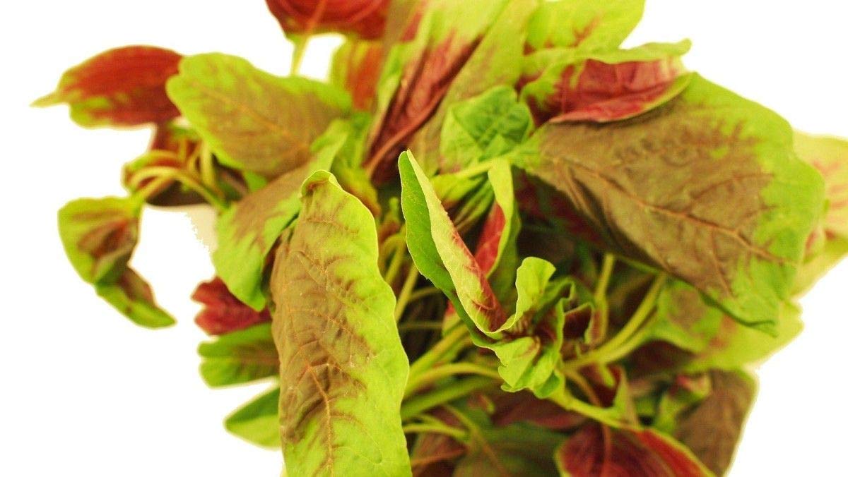 High-Protein Iron & Vitamin-Rich Seeds - More Calcium Than Milk (25 Seeds) | Perfect for Smoothies, Salads & Healthy Snacks