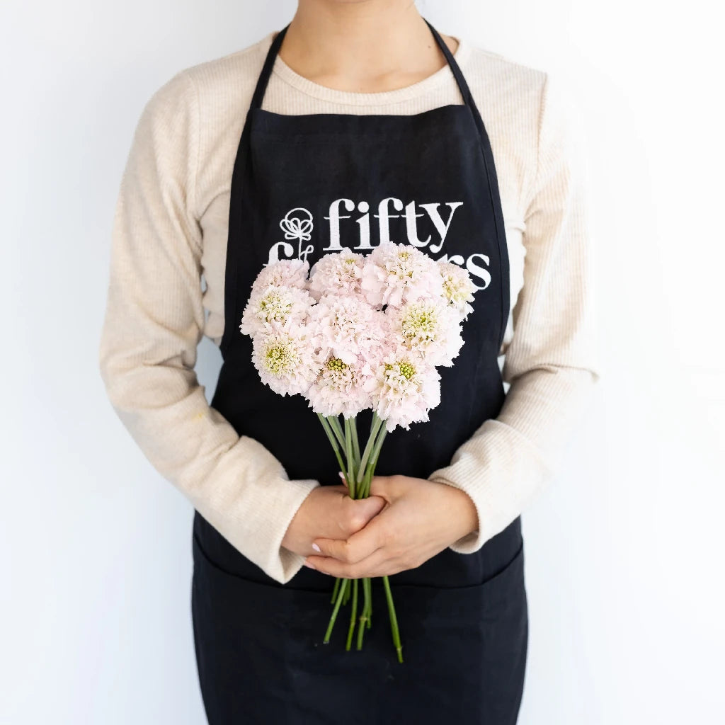 Blush Scabiosa Flower - Beautiful Cut Flowers for Wedding Bouquets, Home Decor & Floral Arrangements