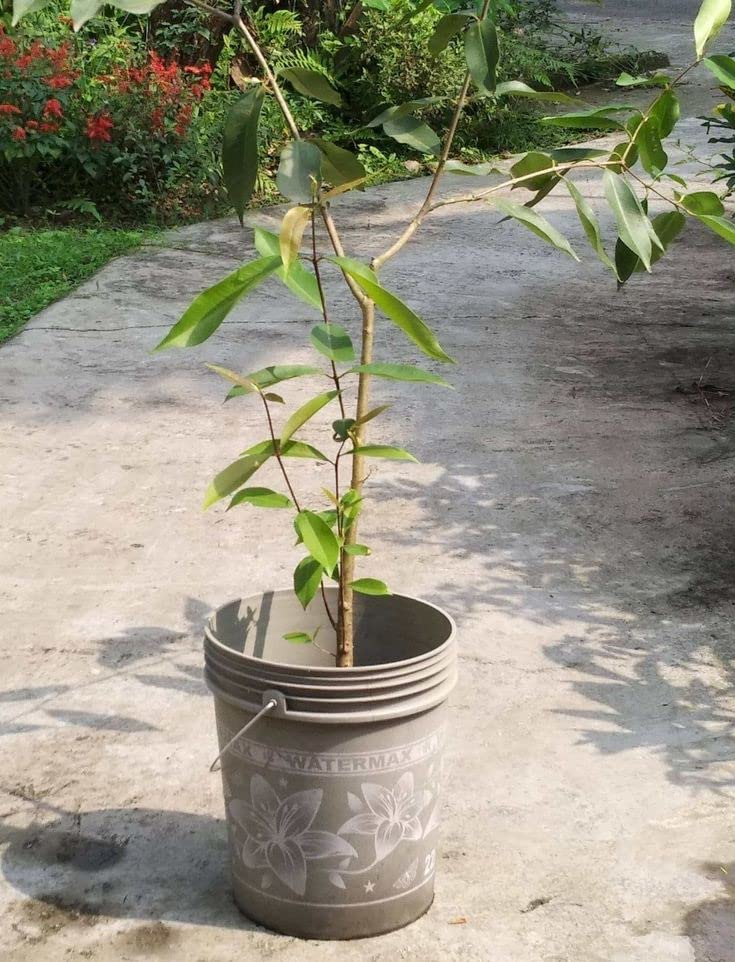 Syzygium Cumini (Java Plum) Live Plant - Jamun Tree for Home Garden, Fruit Bearing & Landscaping - Perfect for Tropical Gardens, Backyard Orchards & Ayurvedic Herbal Remedies