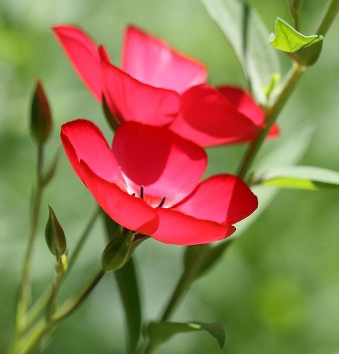 Flax Scarlet Garden Flower Seeds - Bulk 12,000 Seeds by Seed Kingdom | Perfect for Landscaping, Wildflower Meadows & Pollinator Gardens