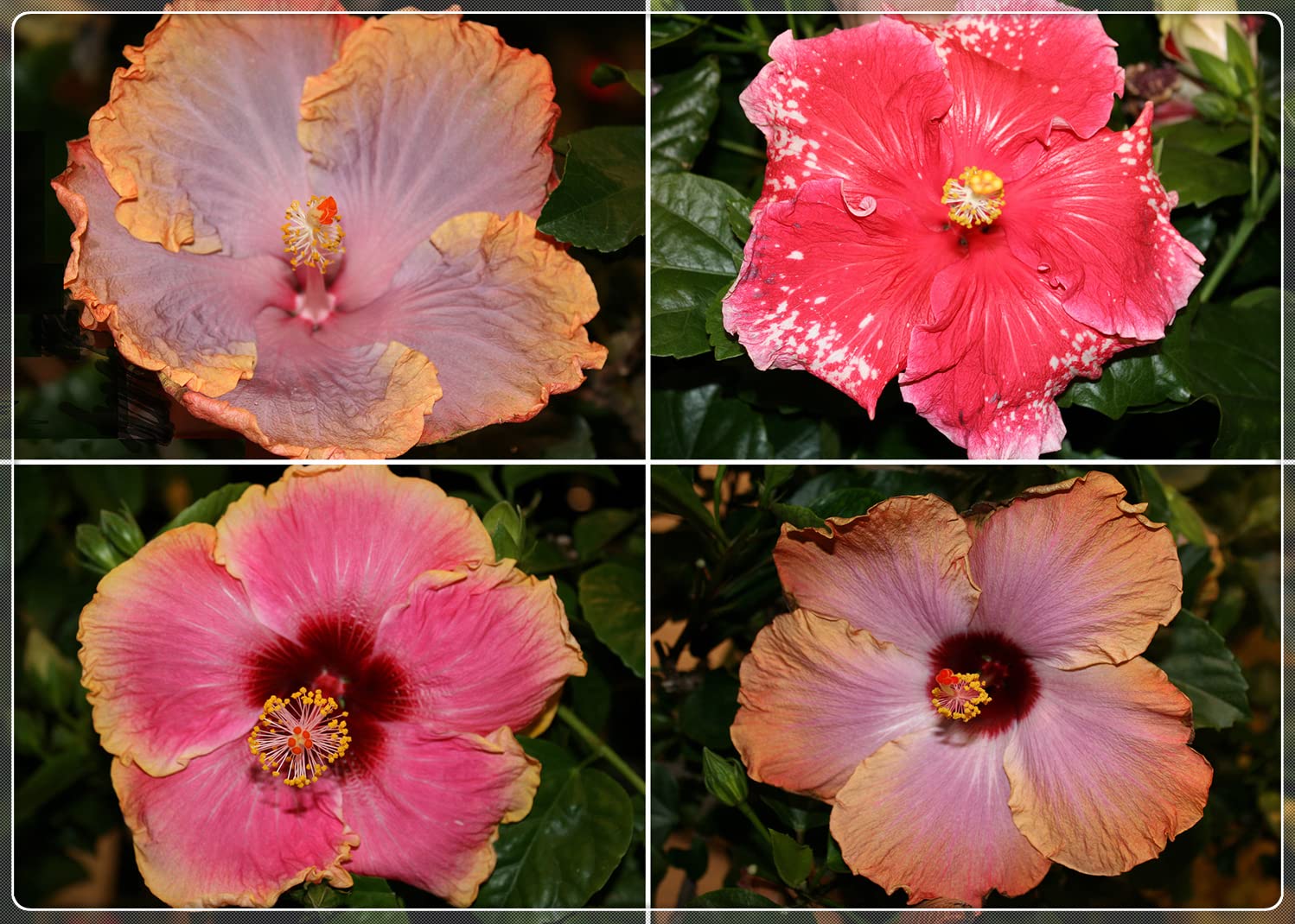 3-Pack Hardy Perennial Hibiscus Plants - Ready to Grow in Flower Pots, Year-Round Blooming Hibiscus for Garden & Patio Decor | Perfect Hibiscus Gift for Mother's Day, Housewarming & Gardening Enthusiasts