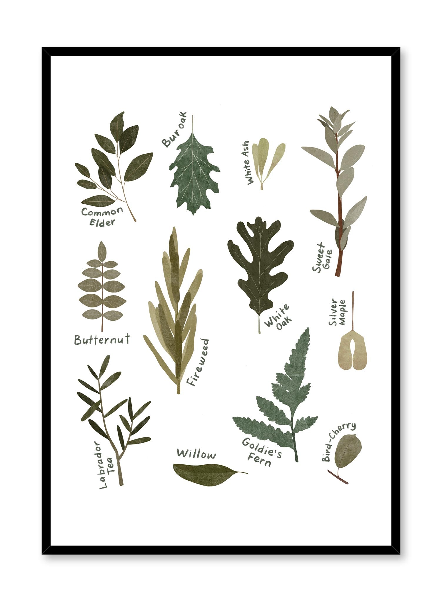 Leaf Encyclopedia Poster - Botanical Leaves Identification Chart for Nature Lovers | Perfect for Classroom Decor, Homeschooling & Nature Study