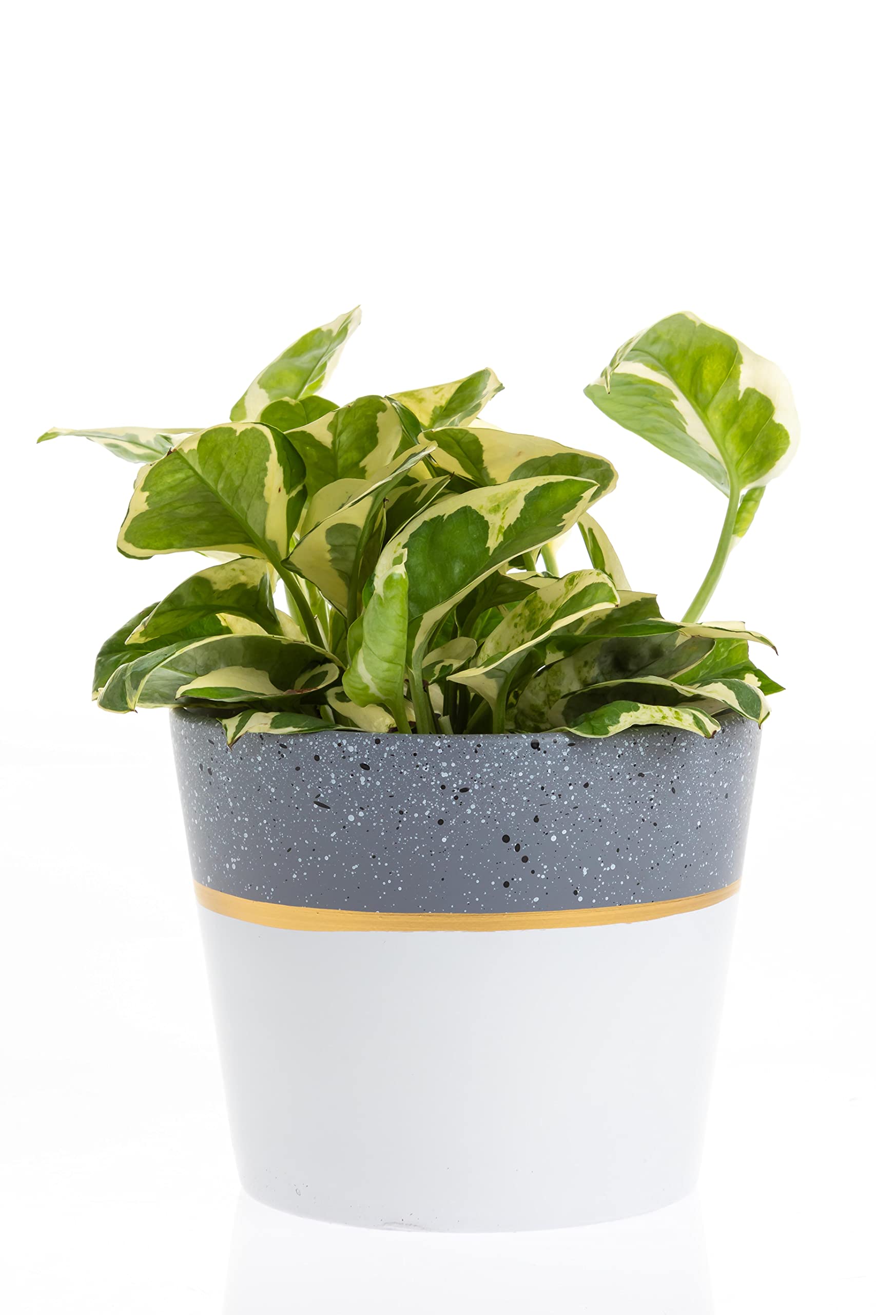Modern Floral & Craft Chrissy Pot - 6