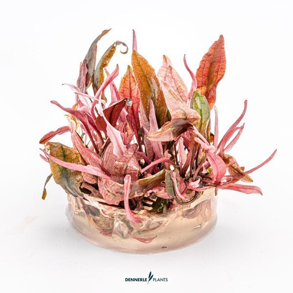 Dennerle Cryptocoryne Flamingo Live Aquarium Plant (Tissue Culture Cup) - Perfect for Freshwater Fish Tanks & Aquascaping