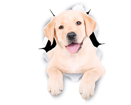 Cute White Labrador