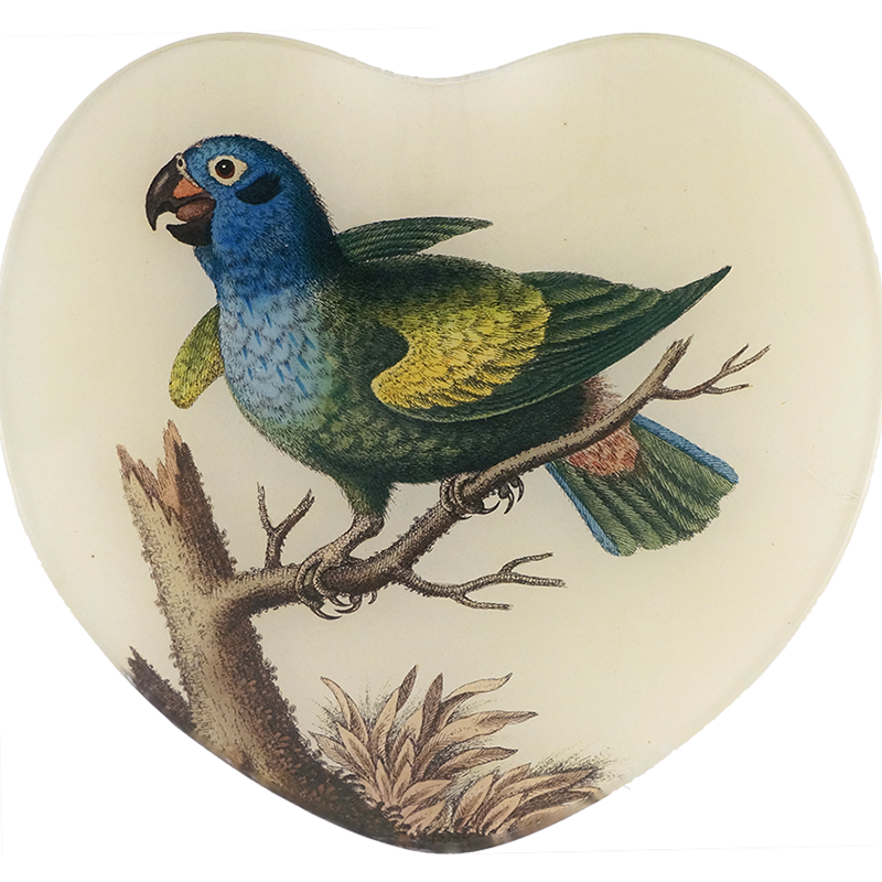 Blue Headed Parrot - Vibrant Exotic Pet Bird for Sale | Perfect for Bird Lovers & Aviary Enthusiasts | Ideal for Home Companionship & Breeding