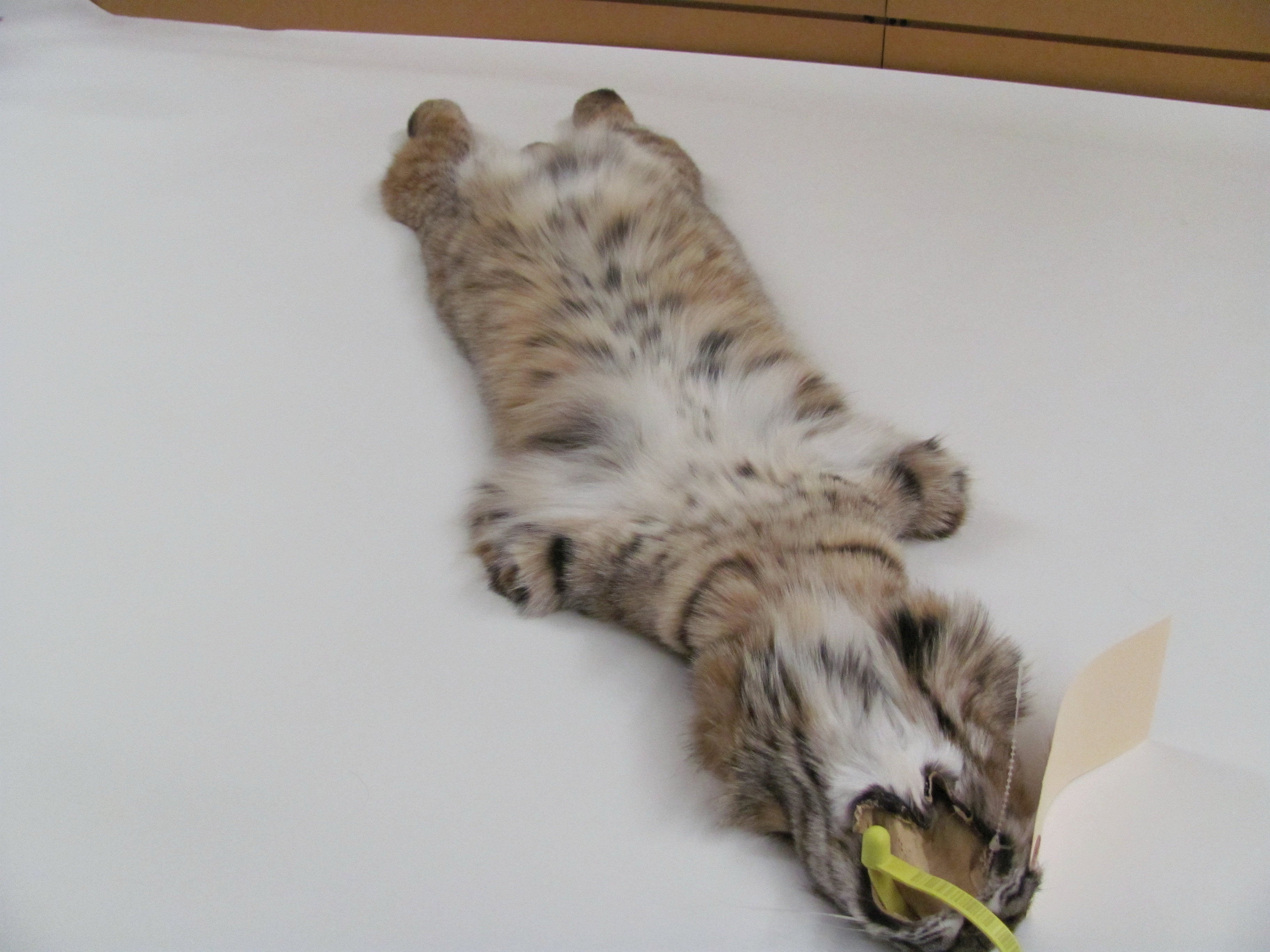 Bobcat
