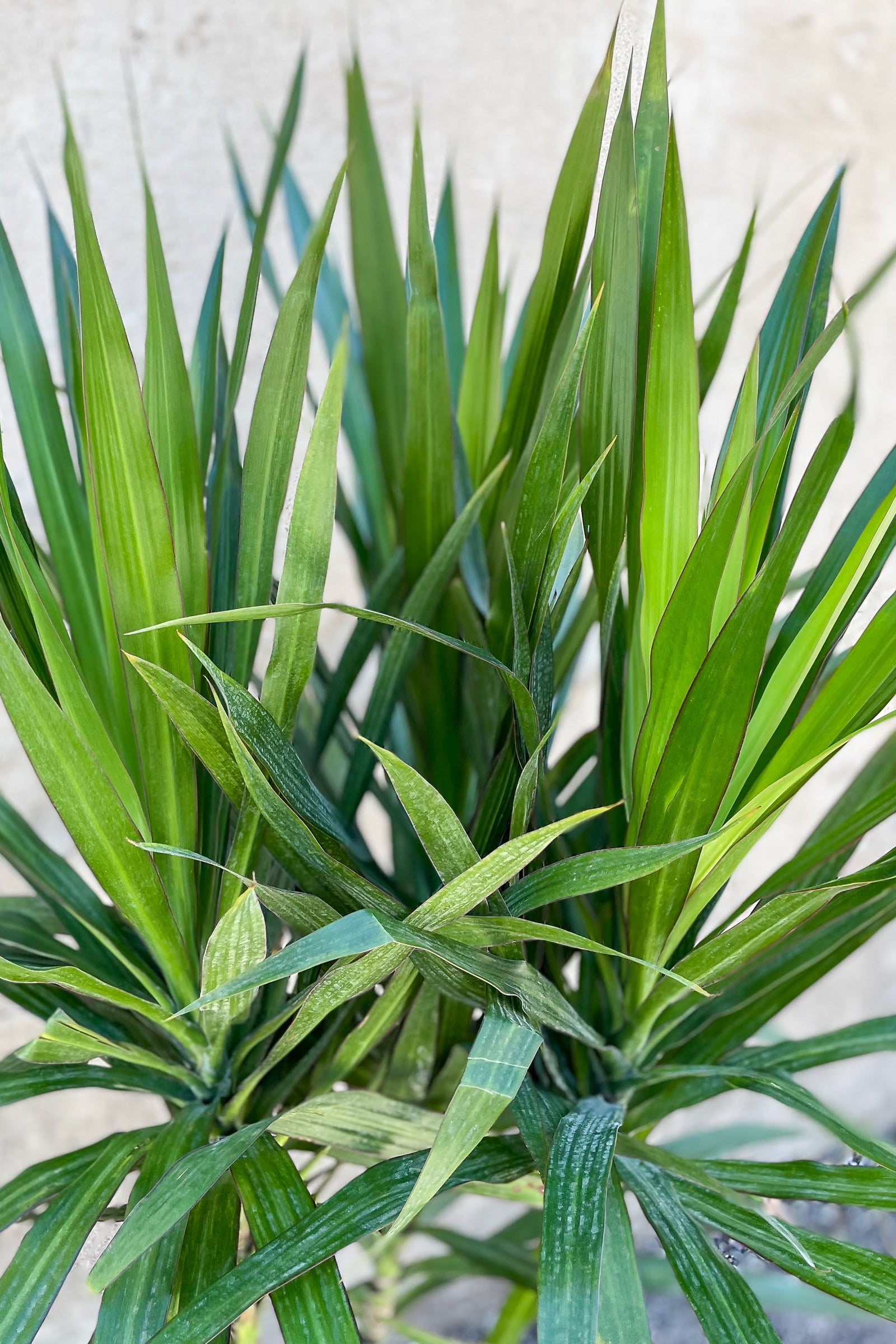Dracaena 'Tarzan' Bush - 10