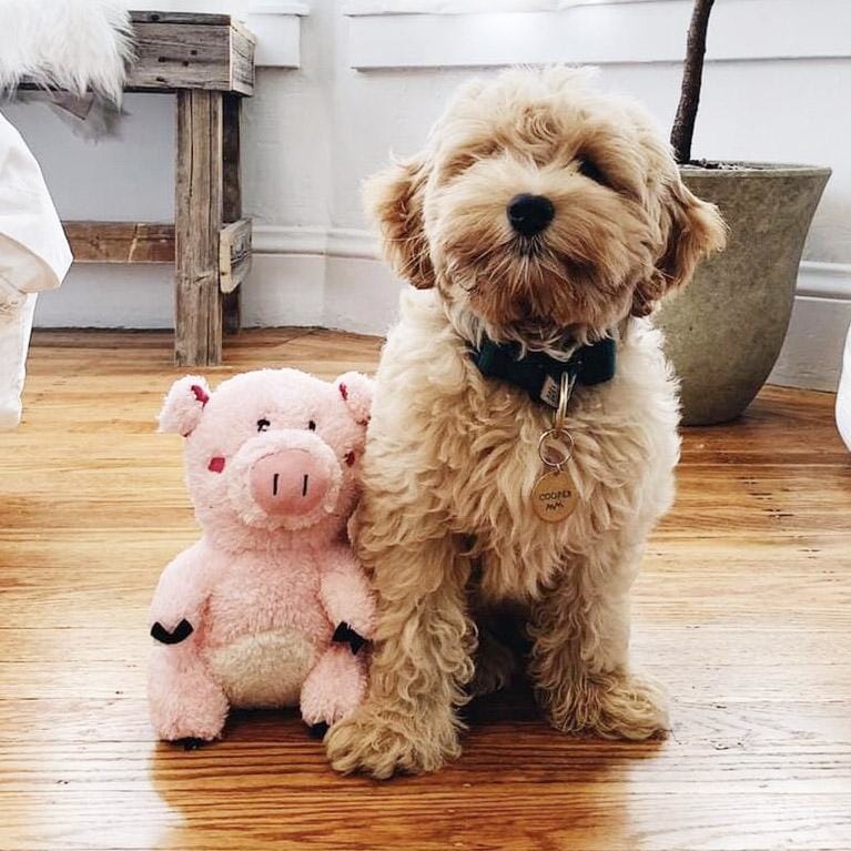 ZippyPaws Cheeky Chumz Pig Plush Squeaky Dog Toy for Small & Medium Breeds - Fun Interactive Playtime & Cuddling Companion for Pets
