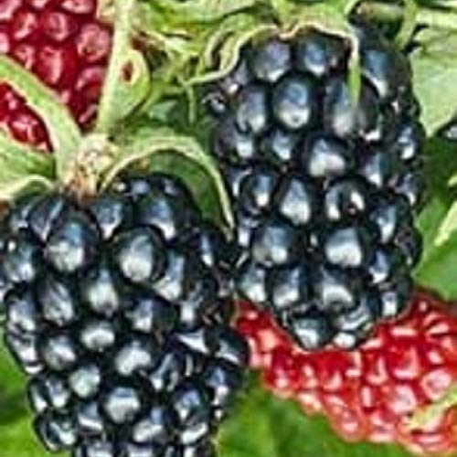 Buy Rubus Ouachita Blackberry Plants (2 Starter Plants) - Thornless, Sweet Berries for Home Gardens, Farms & Landscaping - Perfect for Fresh Eating, Jams & Baking