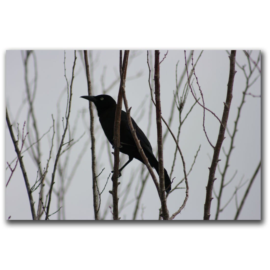 Patty Tuggle Raven Canvas Art Print - 16x24 Inch Gothic Home Decor Wall Art - Perfect for Living Room, Bedroom & Office Decor
