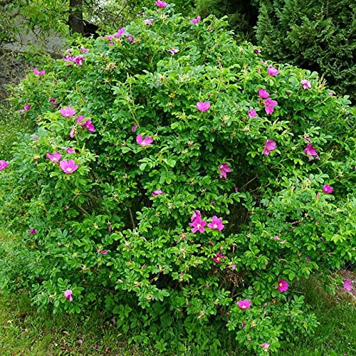 Rosa Rugosa Seeds (Sand Rose, Hedgehog Rose, Wrinkled Rose) - 1/2 oz (1,400 Seeds) by MySeeds.Co - Perfect for Landscaping, Hedges & Fragrant Gardens