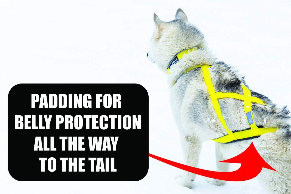 Neewa Sled Pro Harness (Small, Red) - Durable X-Back Dog Pulling Harness for Huskies & Active Dogs | Perfect for Dog Sledding, Canicross, Bikejoring, Skijoring & Outdoor Adventures | Comfortable Mushing Harness for Training & Exercise