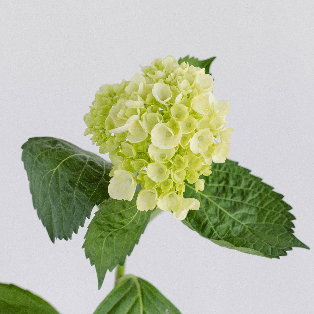 Baby Honeydew Green Hydrangea Flower - Artificial Silk Hydrangea Stems for Wedding Bouquets, Home Decor, and Floral Arrangements