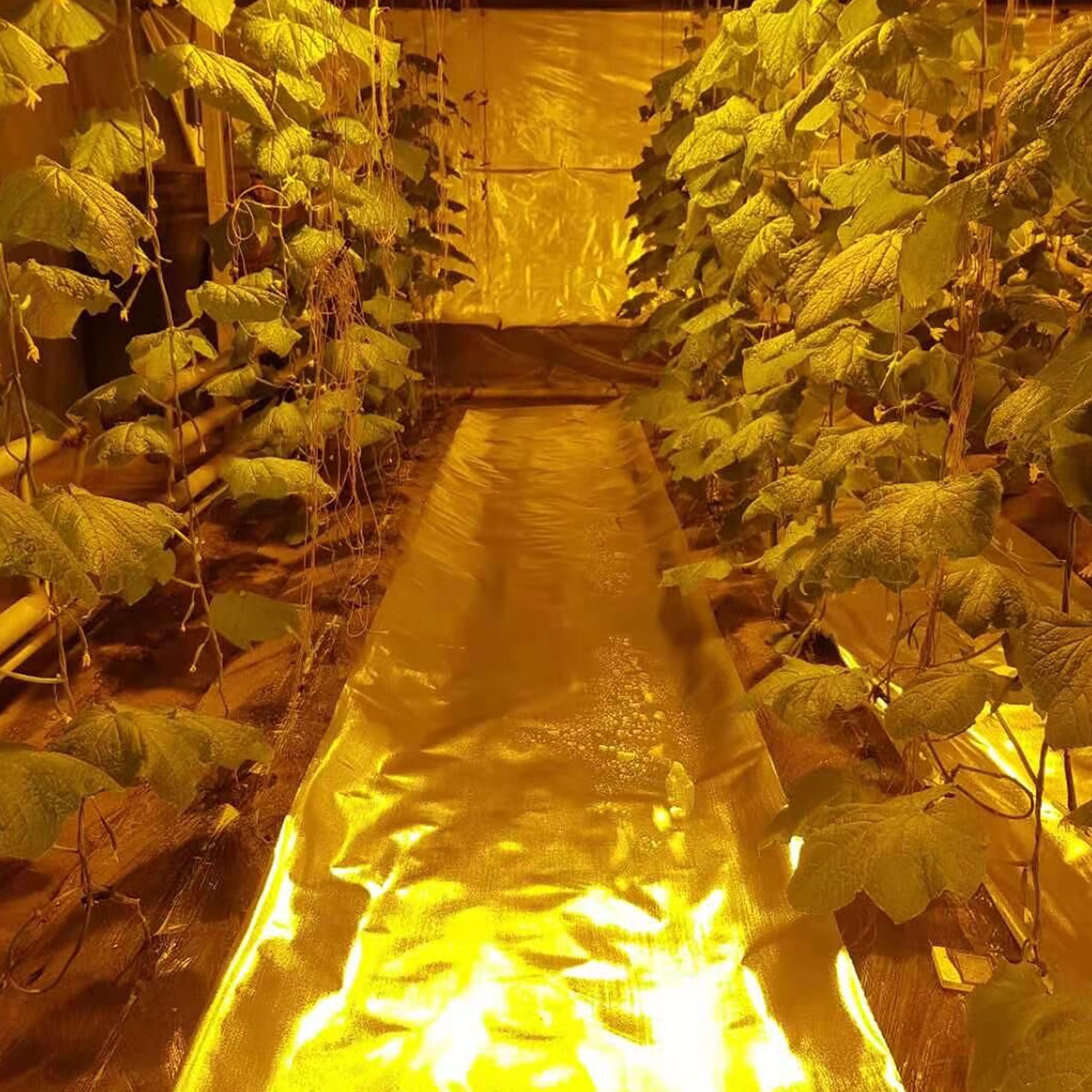 HFS(R) 6Mil Diamond Reflective Film Foil Roll - 4ft x 100ft - High Reflectivity Grow Room & Greenhouse Covering for Enhanced Plant Growth - Perfect for Hydroponics, Indoor Gardening, and Light Optimization
