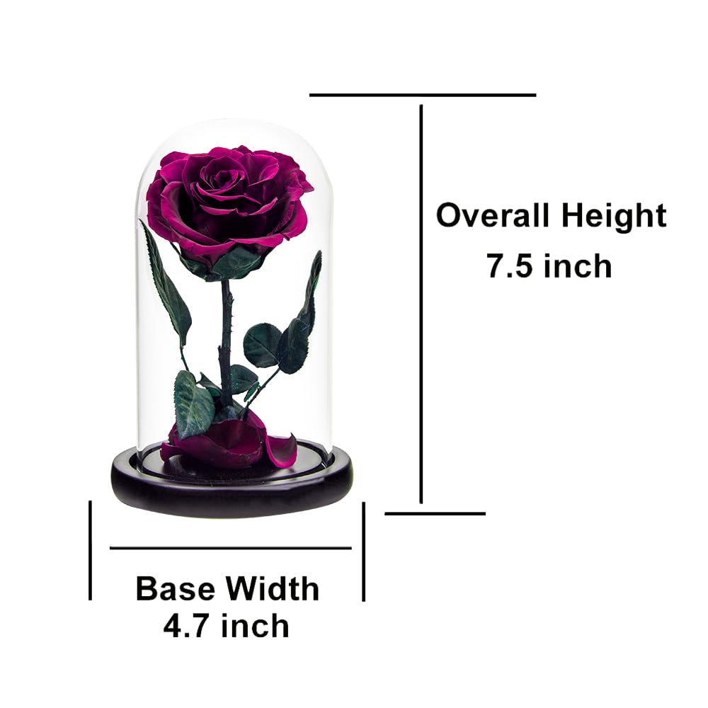Preserved Purple Roses in Glass Dome - Long Lasting Real Roses That Never Wither | Romantic Gift for Her, Mother's Day, Birthday Present for Women | Perfect for Home Decor, Wedding Centerpieces & Anniversary Gifts