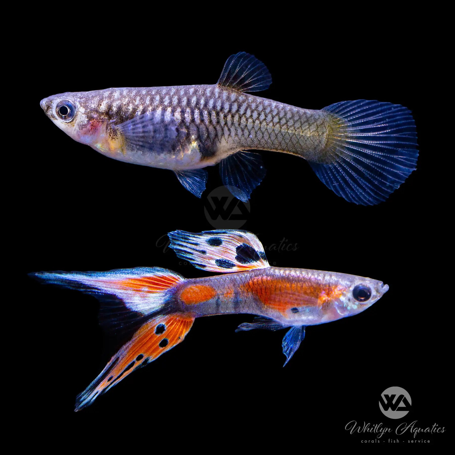 Vibrant Coral Red Double Sword Guppy Pair (1 Male 1 Female) - Poecilia Reticulata for Freshwater Aquariums & Fish Tanks