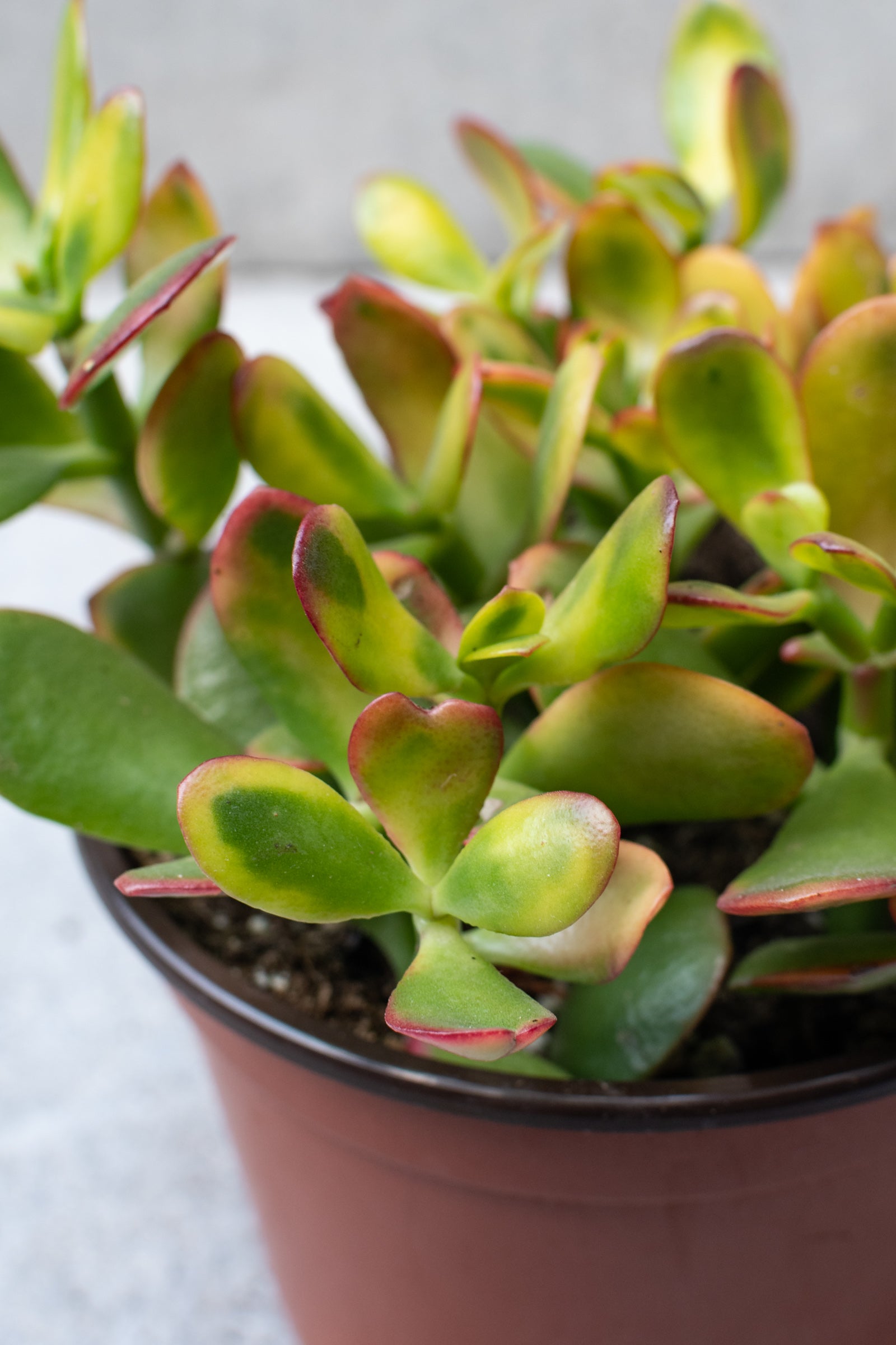 Crassula Ovata 'Hummel's Sunset' - 6 Inch Jade Plant - Golden Succulent for Home Decor, Office Desk, and Garden Landscaping