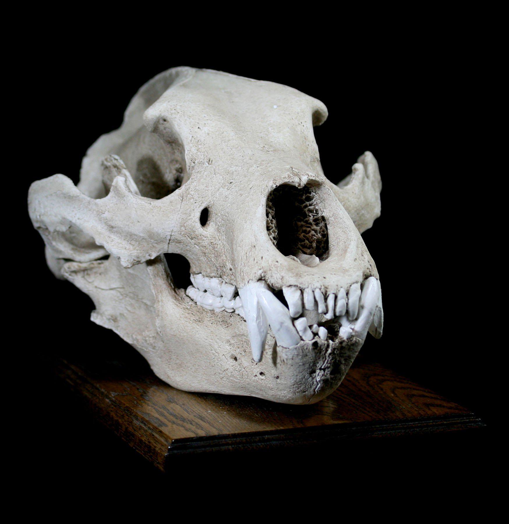 Authentic Grizzly Bear Skull Replica with Display Stand - Lifelike Taxidermy Decor for Home, Office, or Hunting Lodge - Perfect for Halloween, Cabin Decor, and Wildlife Enthusiasts