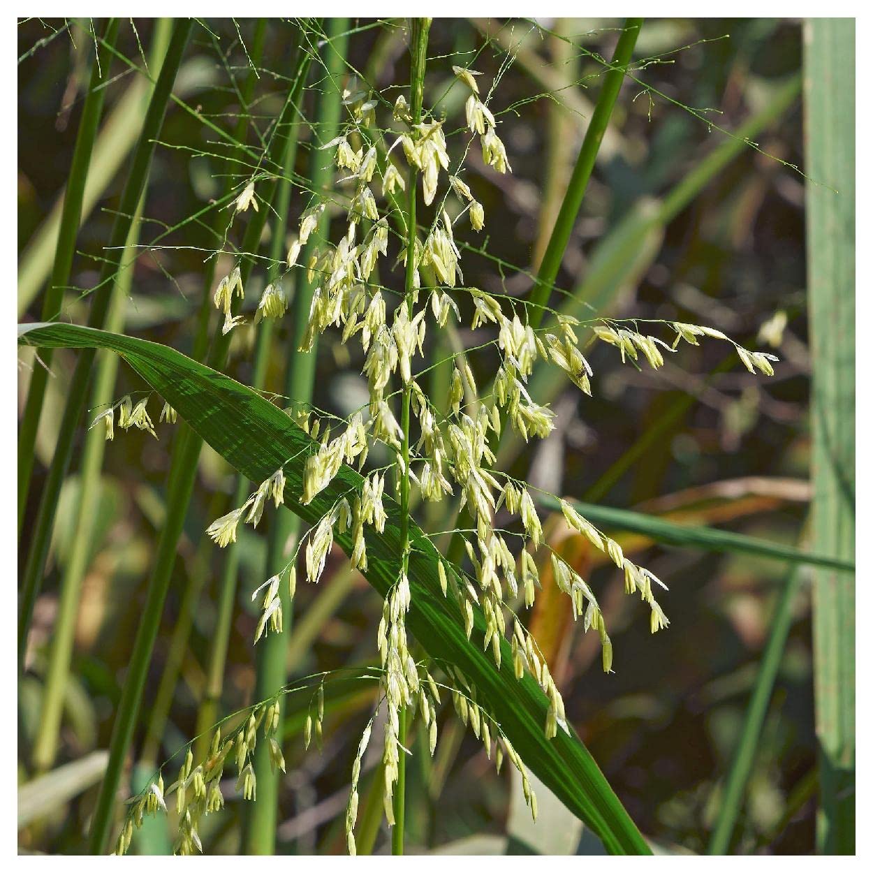 Everwilde Farms - 50 Wild Rice Native Grass Seeds - Gold Vault Jumbo Seed Packet for Organic Gardening, Landscaping & Wildlife Habitat Restoration