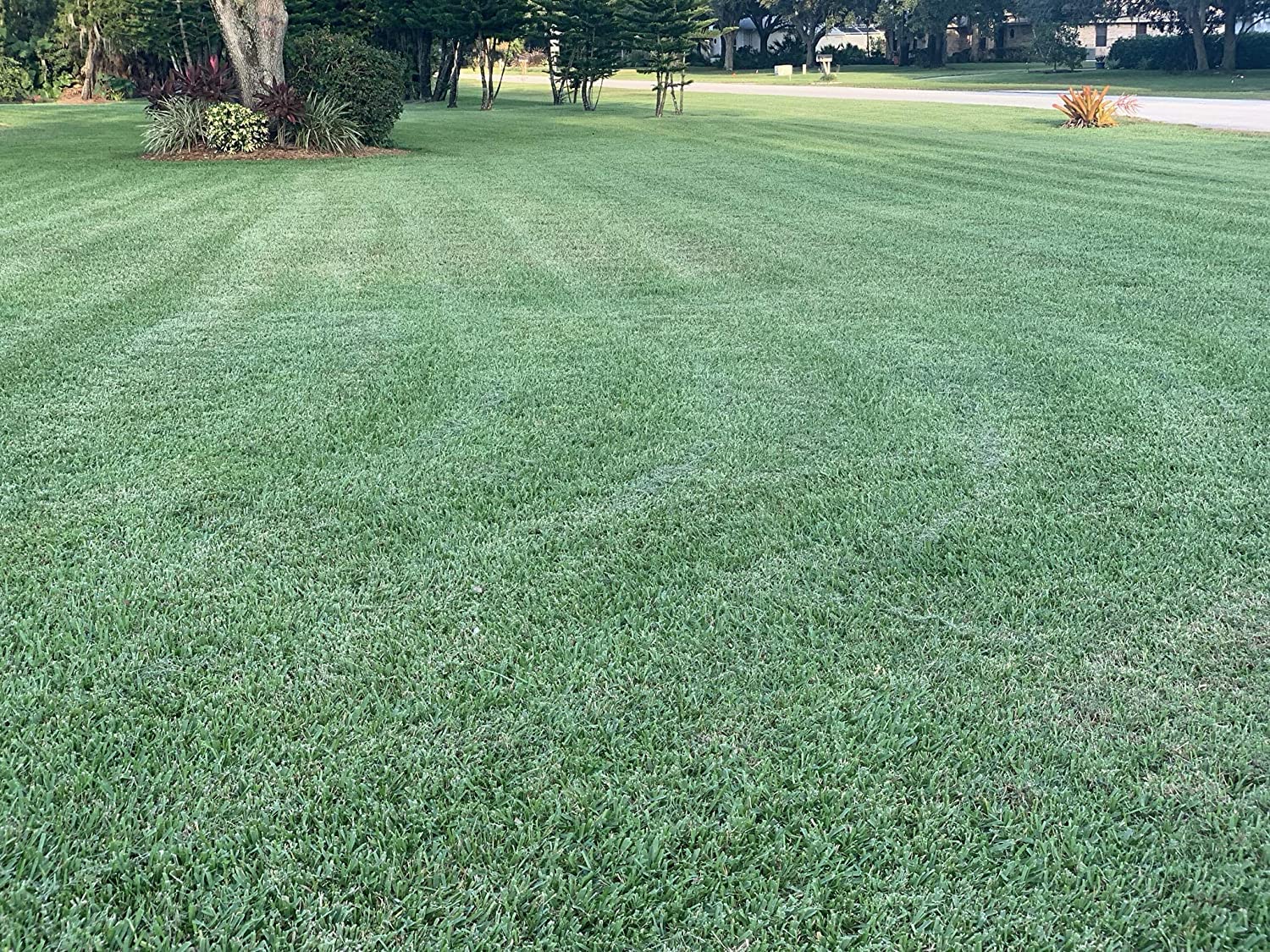 St. Augustine 'Floratam' 3 Inch Sod Plugs - 54 Extra Large Live Grass Plugs - Drought, Salt & Shade Tolerant Turf Grass for Lawns, Landscaping & Coastal Areas