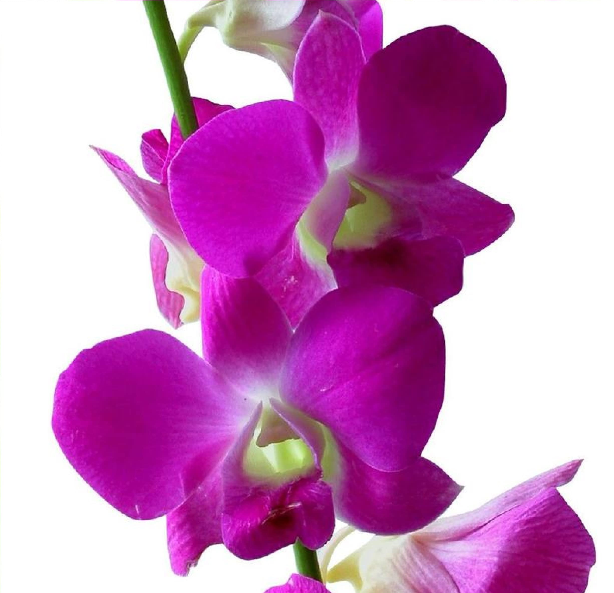 Hawaiian Dendrobium Orchid Starter Plants - 3 Pack F3 for Home Garden, Office Decor & Gift Giving