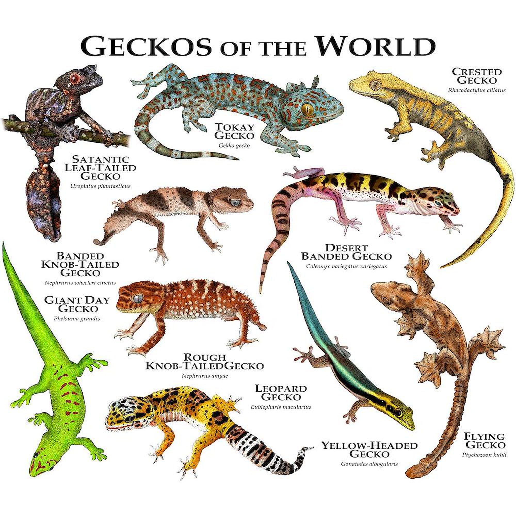 Geckos Of The World 11 oz Ceramic Coffee Mug (325ml) - Funny Lizard Design for Tea & Hot Drinks - Perfect Gift for Reptile Lovers & Office Use