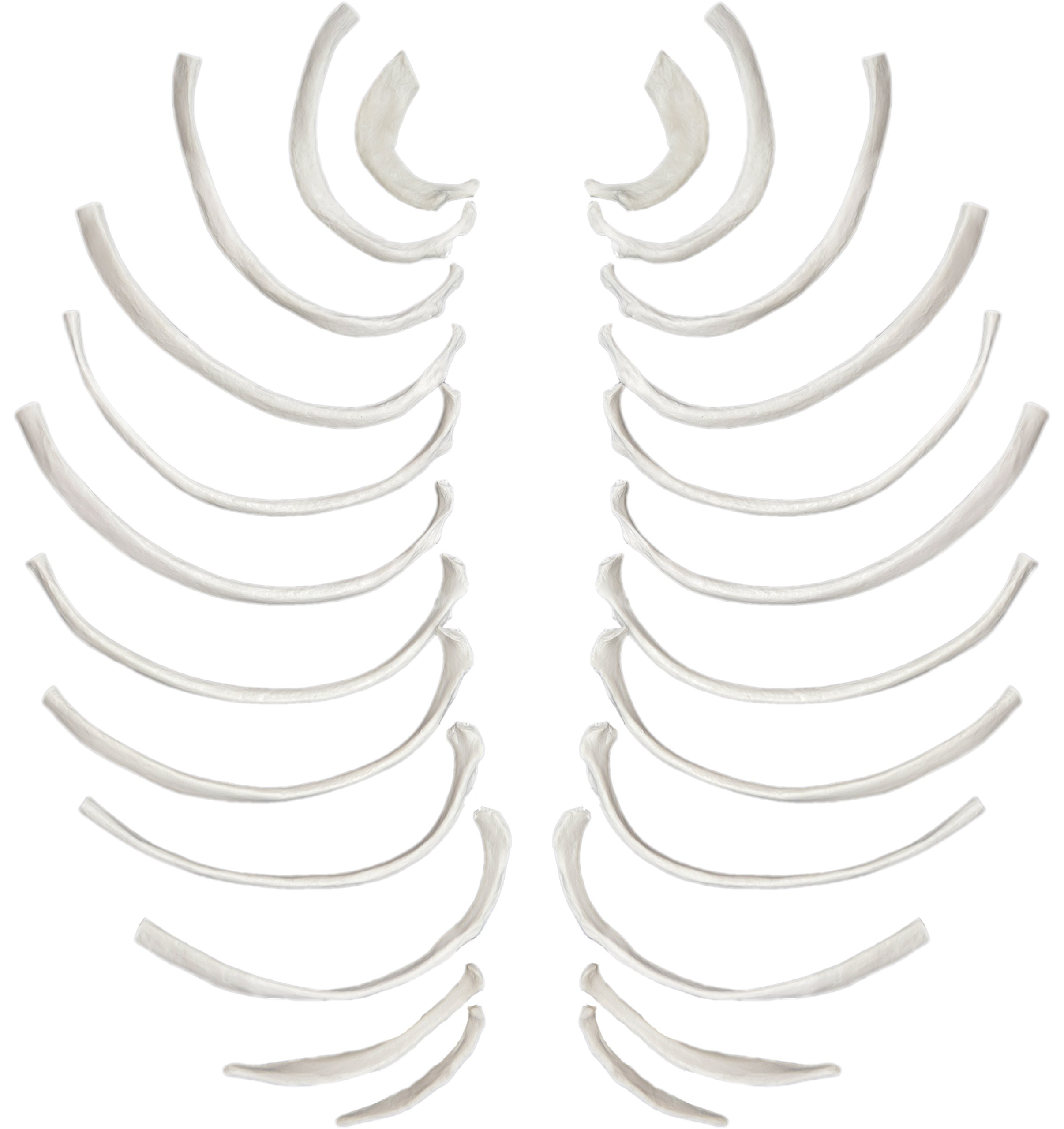 Eisco Labs Human Rib Bones Model - Full Set of 24 Disarticulated Ribs, Natural Size & Color - Perfect for Anatomy Study, Medical Education & Science Classrooms