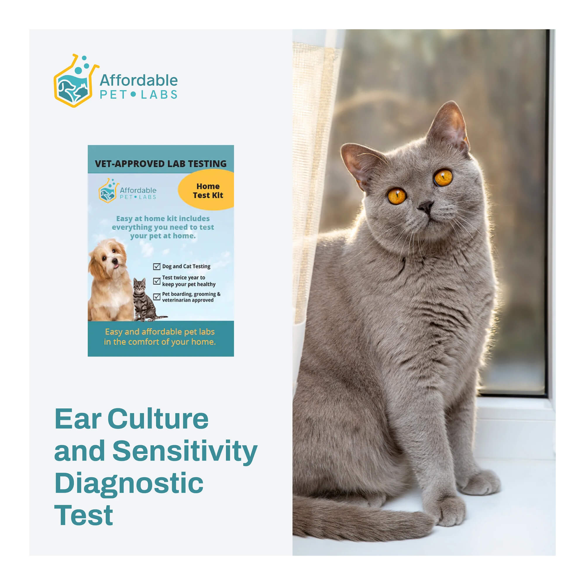 Affordable Pet Labs Ear Culture and Sensitivity Diagnostic Test Kit for Cats - At-Home Pet Health Check for Ear Infections & Allergies | Perfect for Early Detection & Veterinary Follow-Up