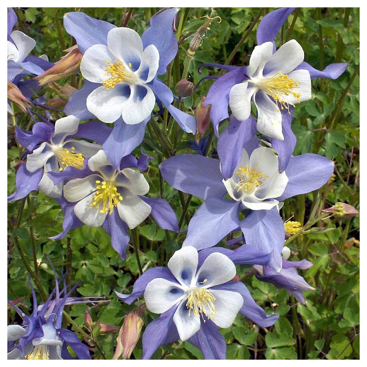 Everwilde Farms - 1/4 Lb Blue Rocky Mountain Columbine Native Wildflower Seeds - Gold Vault Packaging - Perfect for Garden Landscaping, Pollinator Gardens & Wildflower Meadows
