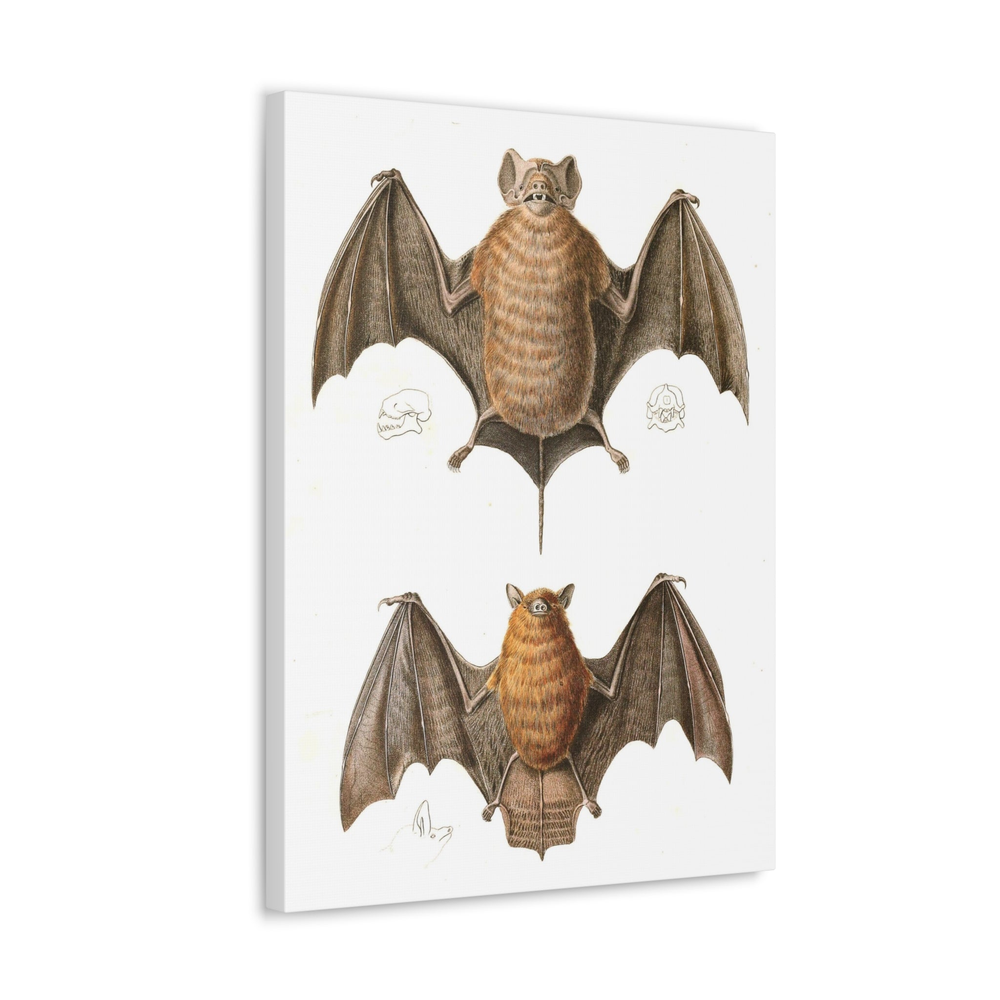 Free Tailed Bats Wall Art - Stunning Wildlife Illustration Canvas Print for Home & Office Decor - Perfect for Nature Lovers, Bat Enthusiasts, and Gothic Interior Design