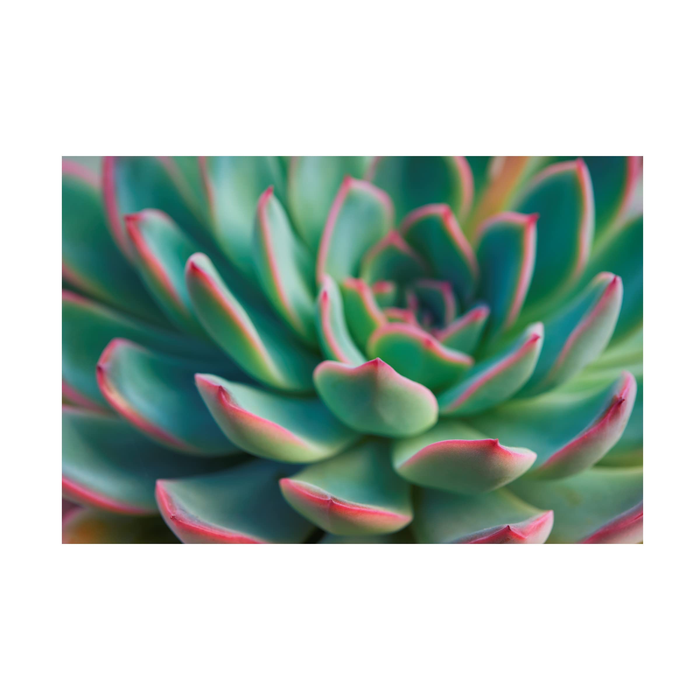 Trademark Fine Art 'Succulent Close Up I' Canvas Wall Art Print by Cora Niele - Modern Botanical Decor for Living Room, Bedroom & Office