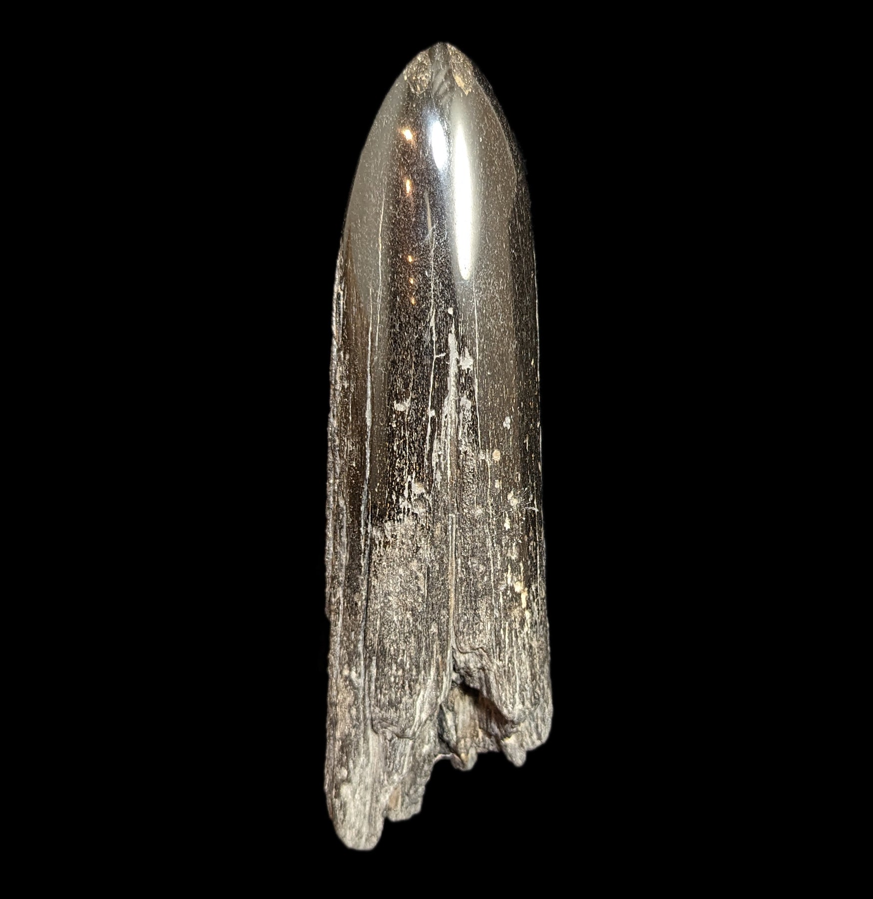 Authentic Fossilized Swordfish Rostrum Specimen #8 - Rare Marine Fossil Collectible for Home Decor, Office Display & Educational Use