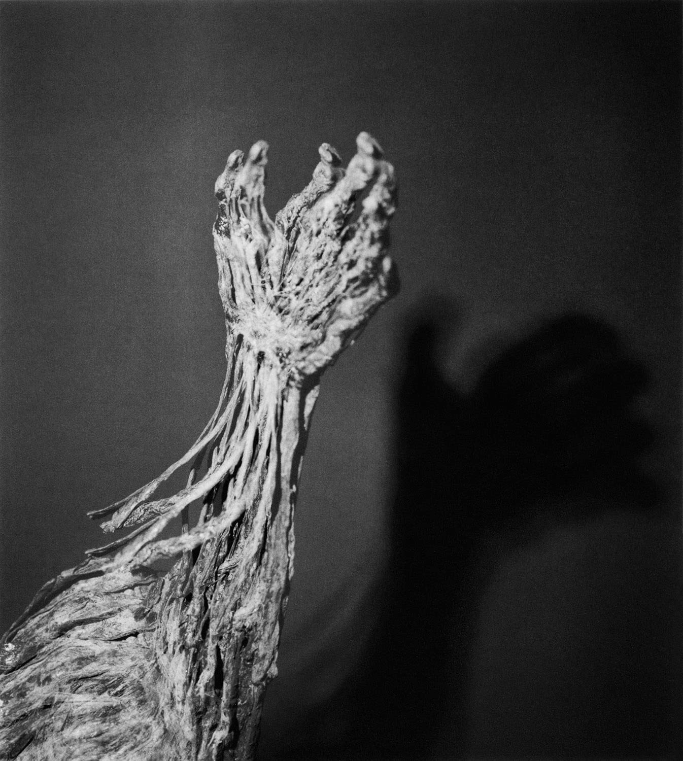 Diana Michener: Bones - Fine Art Photography Book for Collectors | Black & White Portraiture | Perfect for Art Lovers, Photography Enthusiasts & Home Decor