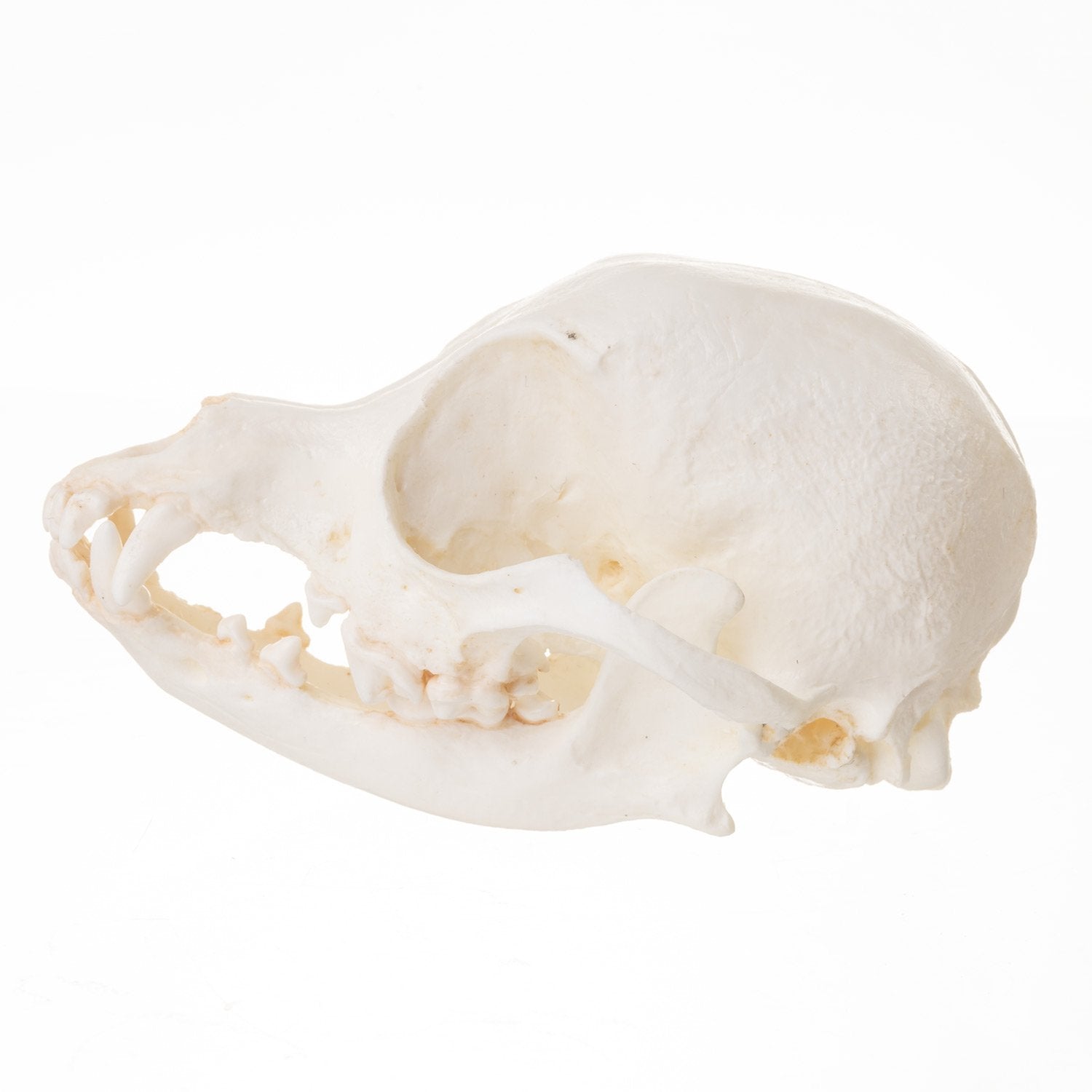 Authentic Replica Chihuahua Dog Skull - Realistic Canine Anatomy Model for Veterinary Study, Halloween Decor, and Educational Display