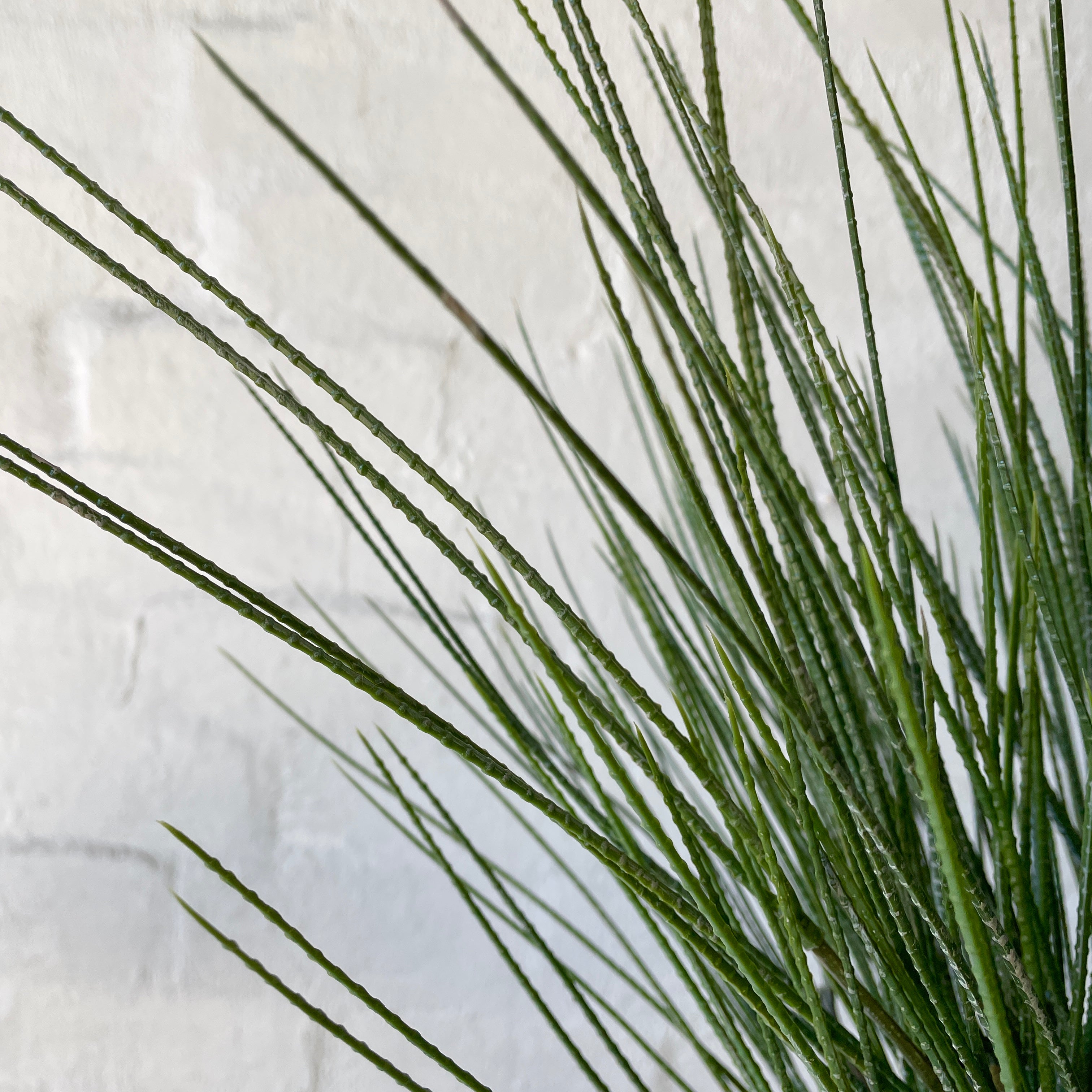 Artificial Reed Grass - Realistic Outdoor Fake Grass Decor for Landscaping, Garden, Patio & Poolside - UV Resistant & Low Maintenance Decorative Faux Grass