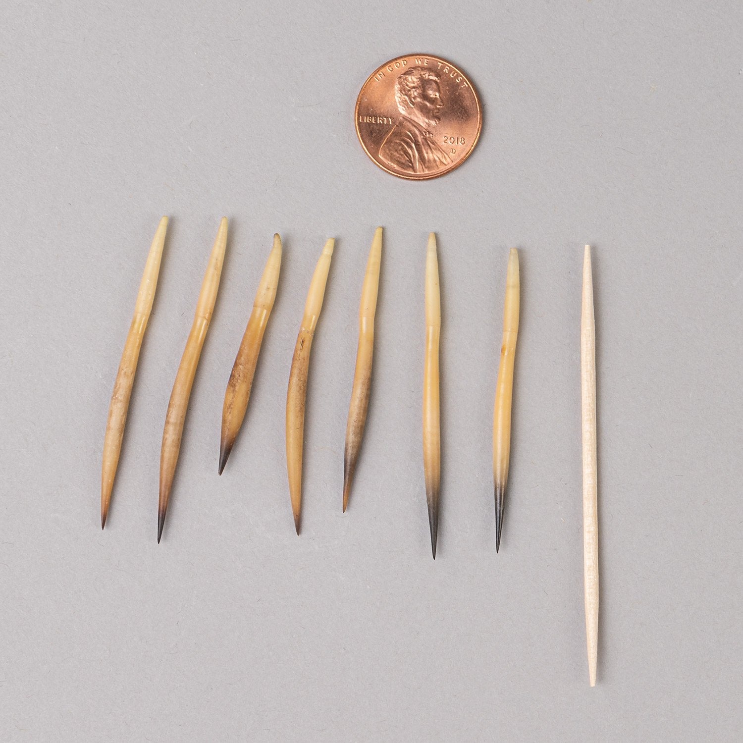 Authentic Real Short-Beaked Echidna Quill - Small Single Spine for Collectors, Crafts & Home Decor | Perfect for Jewelry Making, Shadow Boxes & Nature Displays