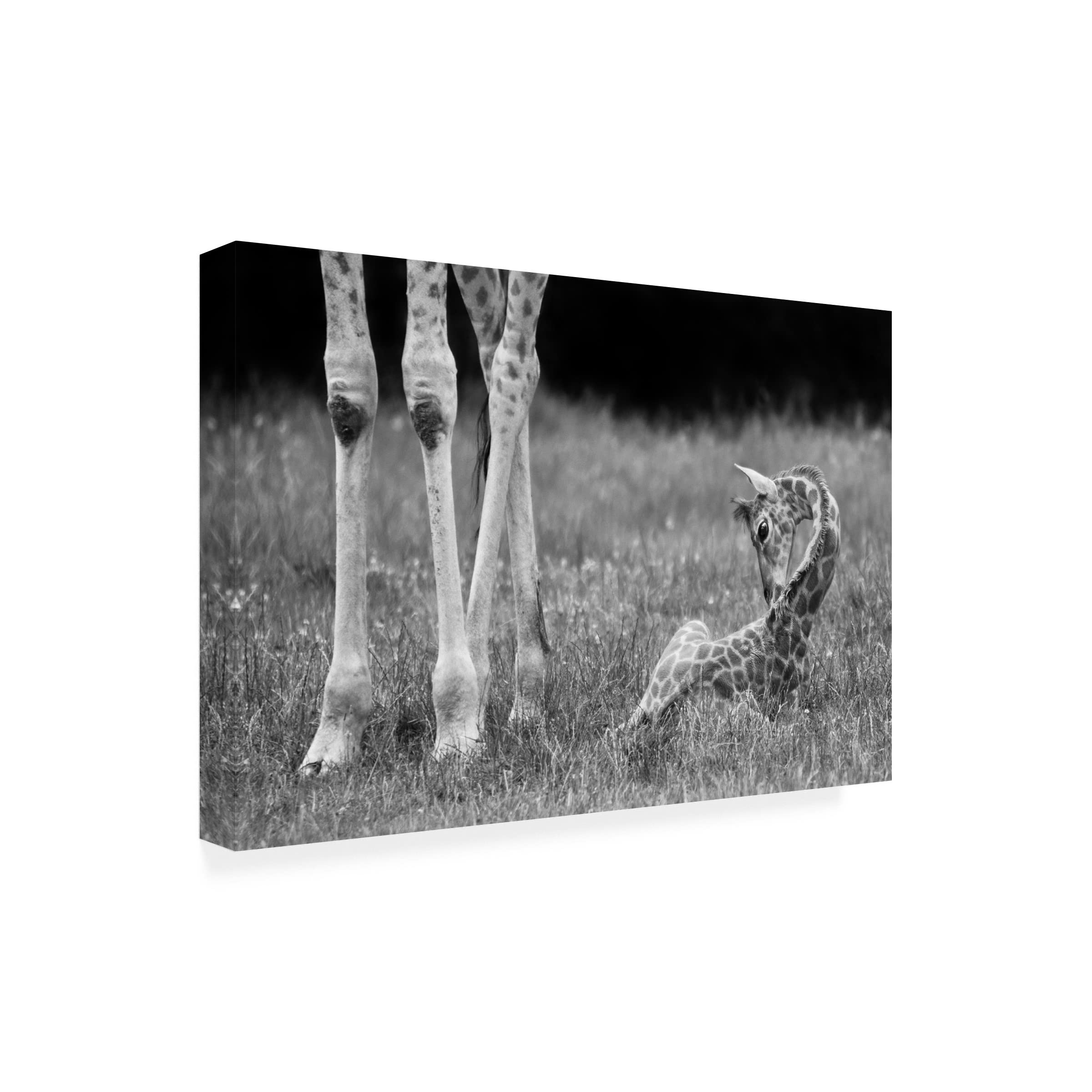 Trademark Fine Art 'Well Protected I' Canvas Wall Art by Andreas Feldtkeller - Modern Home Decor for Living Room, Bedroom & Office
