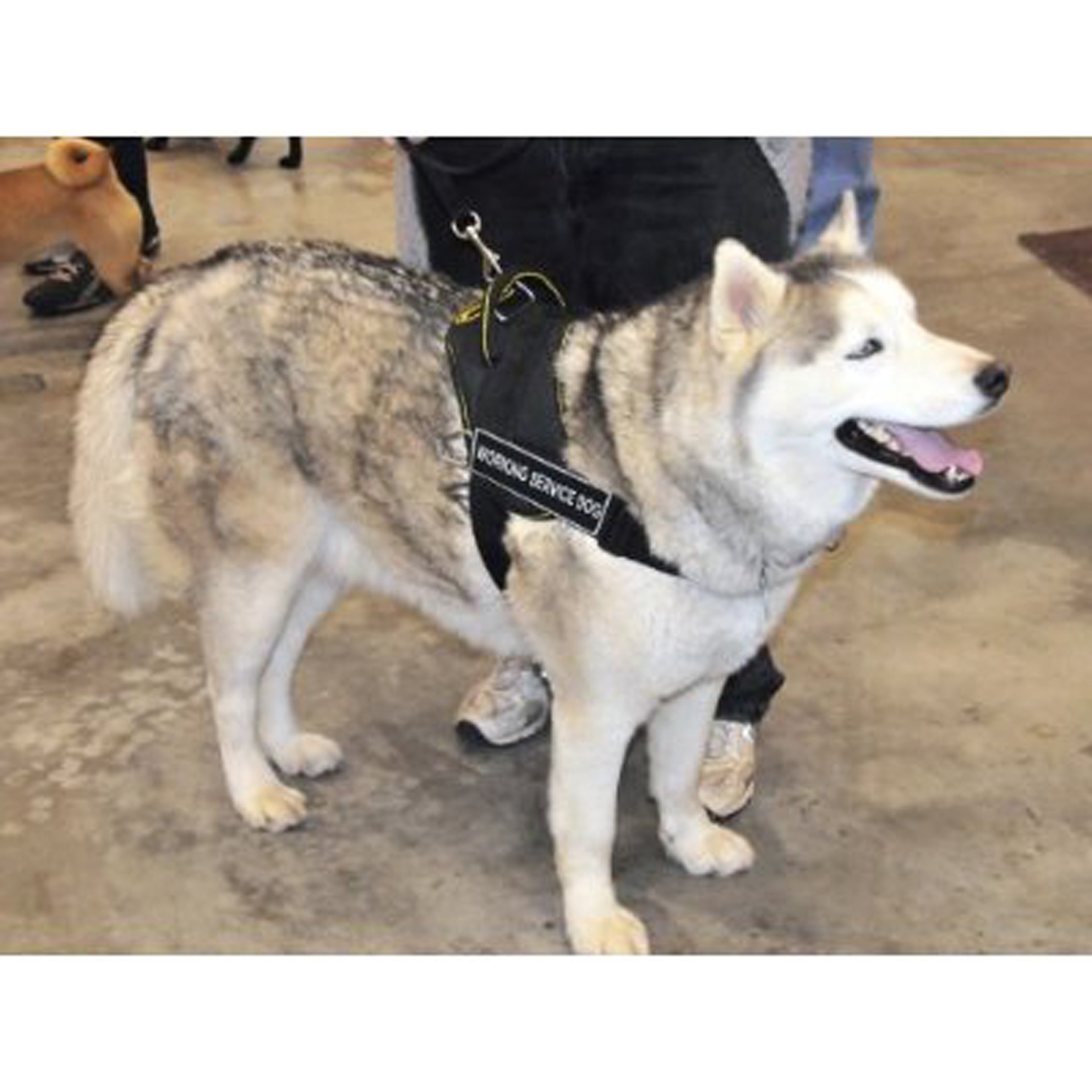 DT Fun Works Service Dog Harness - Large (32-42 Inch Girth) Black & Yellow Adjustable Vest for Working Dogs - Perfect for Training, Therapy & Outdoor Activities