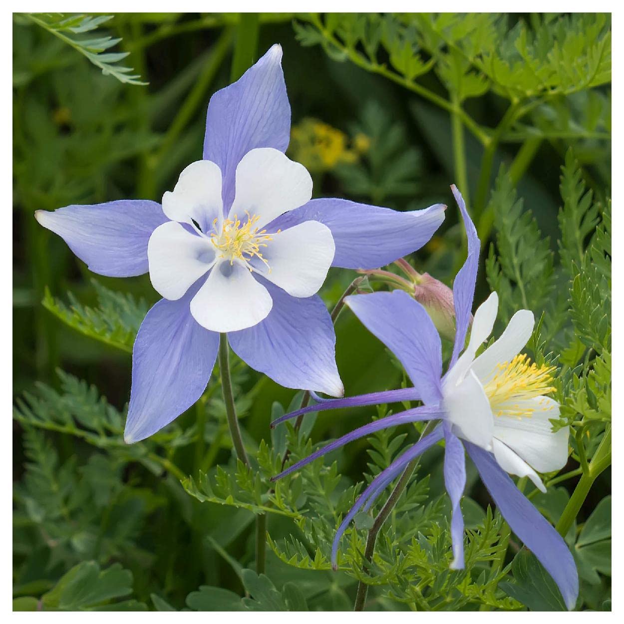 Everwilde Farms - 1/4 Lb Blue Rocky Mountain Columbine Native Wildflower Seeds - Gold Vault Packaging - Perfect for Garden Landscaping, Pollinator Gardens & Wildflower Meadows